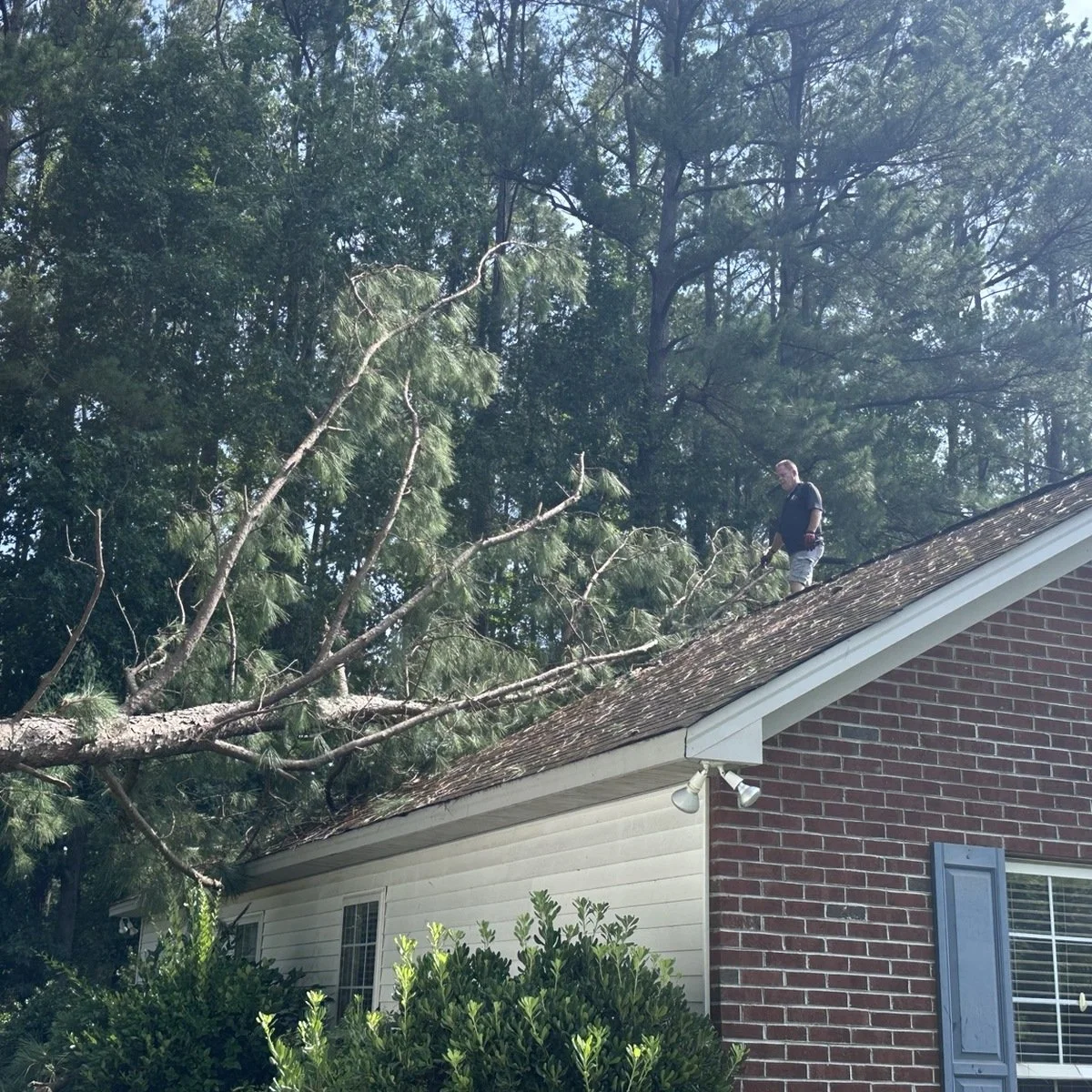 Fallen pine tree resting on a residential shingle roof after storm damage