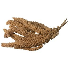 SPRAY MILLET - 5 lbs