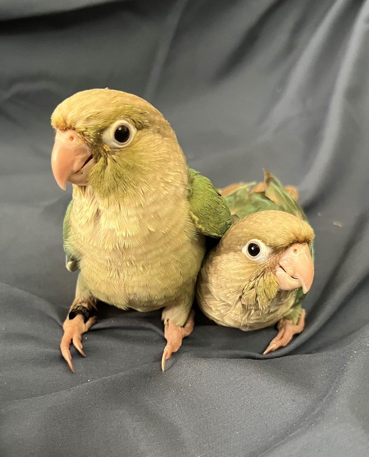 Pineapple Green cheek Conure