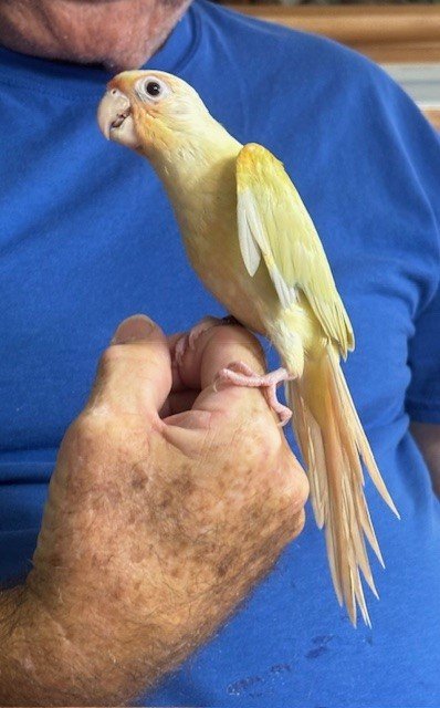 Moon Green cheek conure