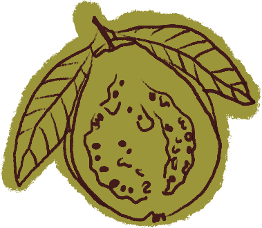 Drawing of a fruit with three leaves attached to the stem.