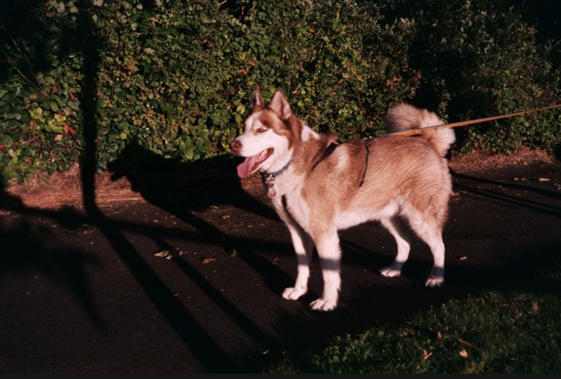 [F] West Seattle Park Dog 5.png
