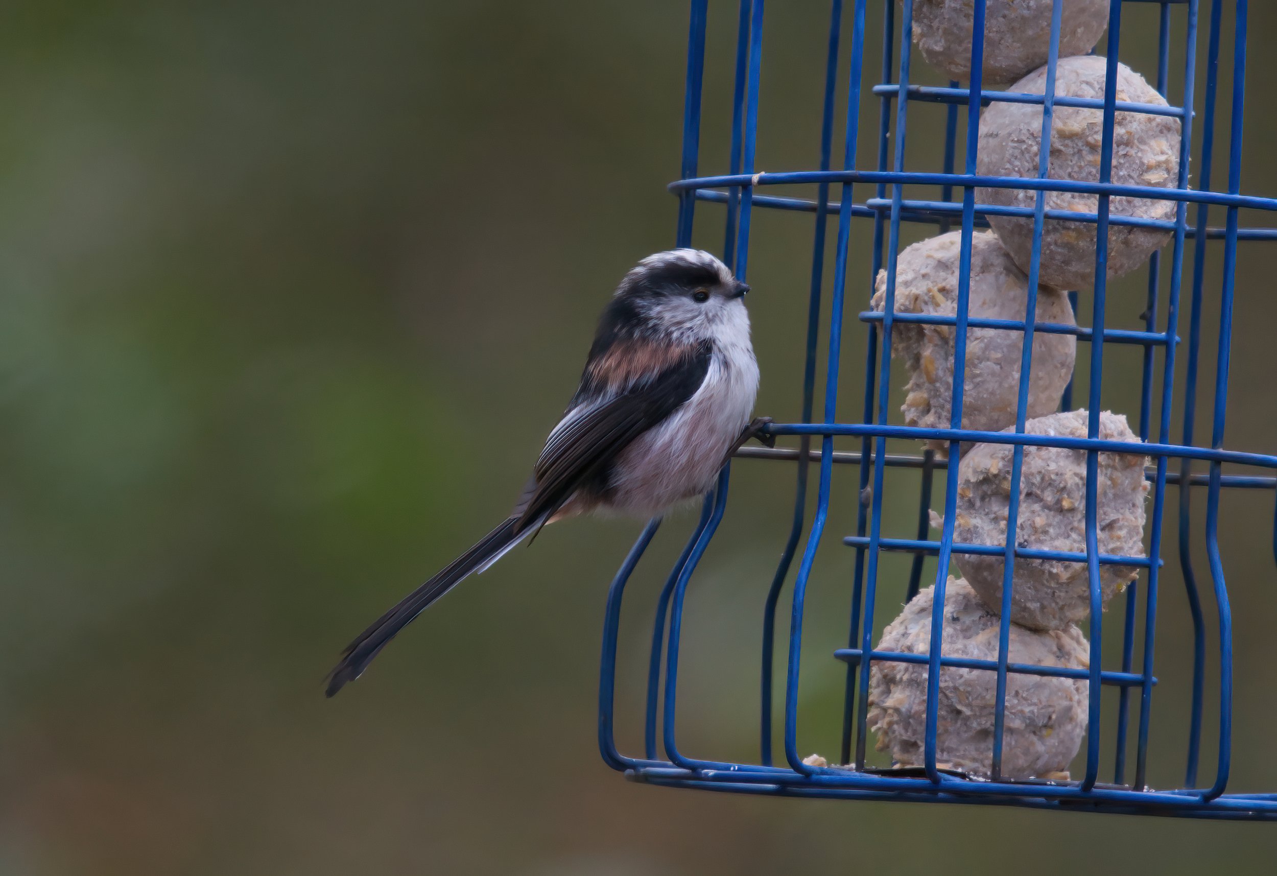 A Long-tailed Tit on one of the feeders.