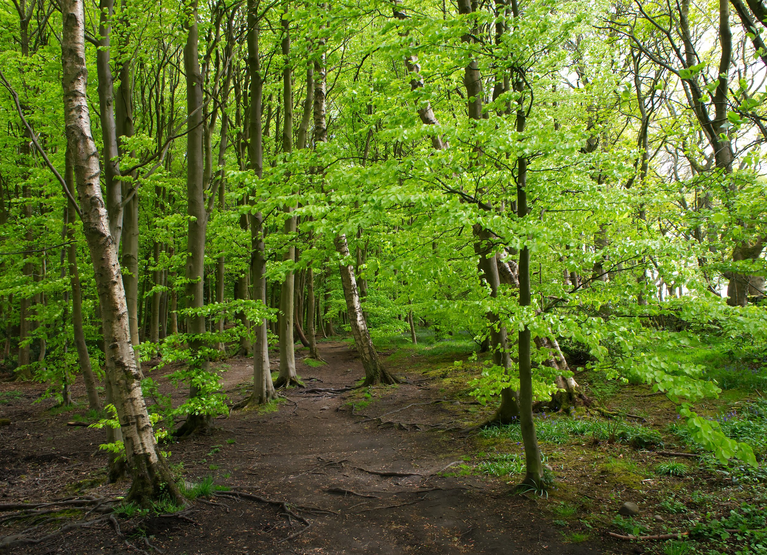 st.ives spring.jpg