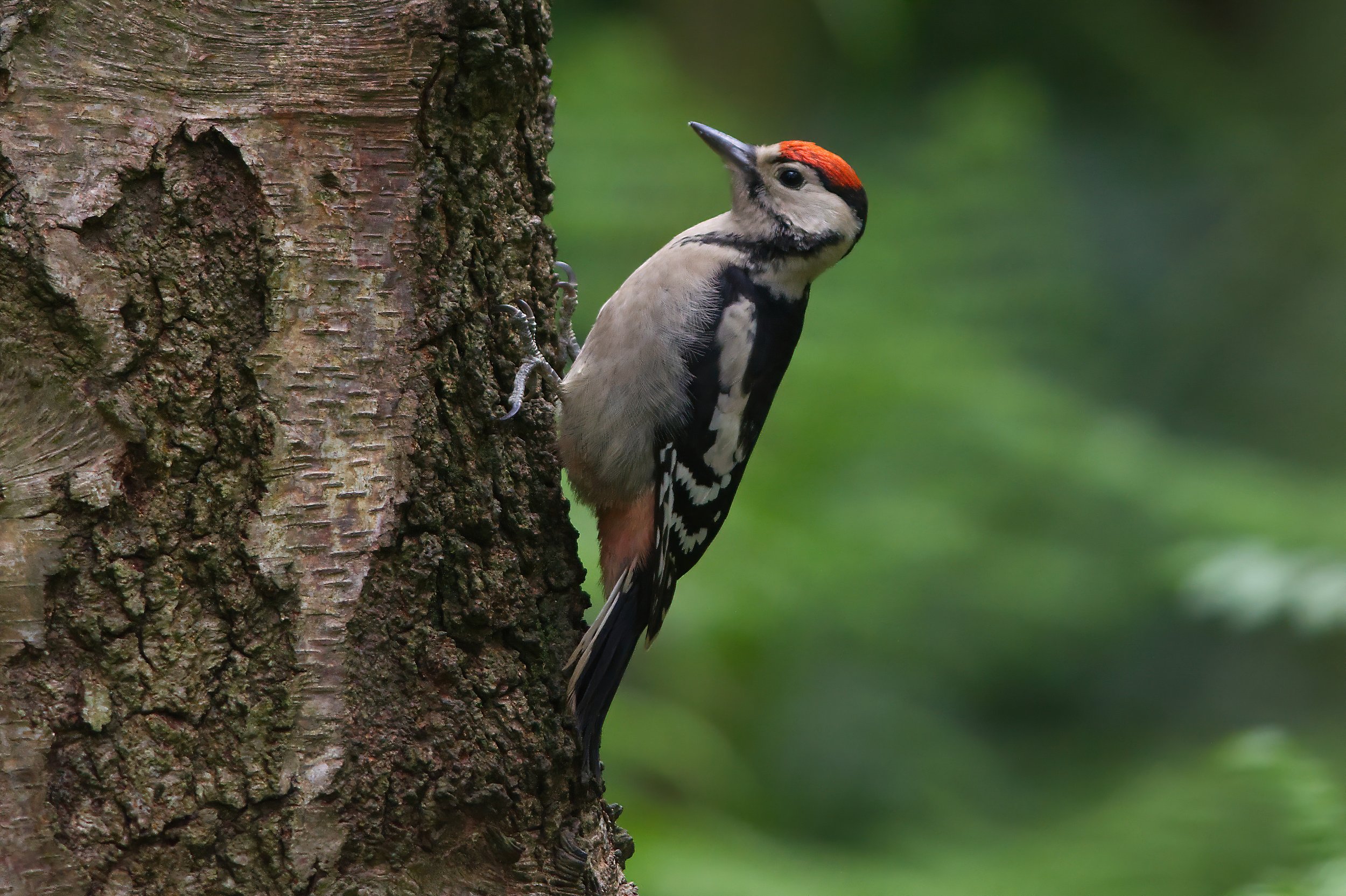 Great Spotted Woodpecker