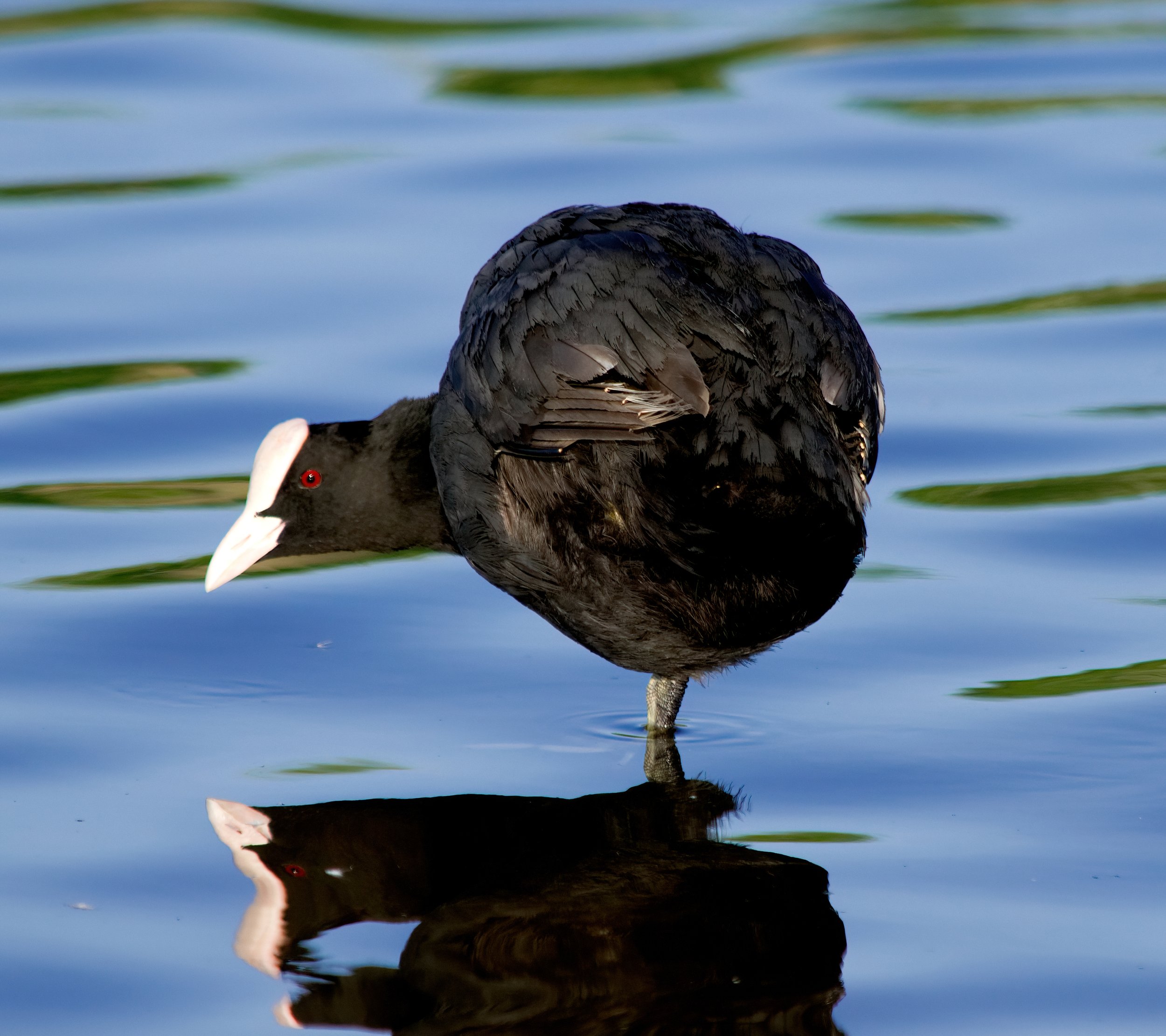Coot.