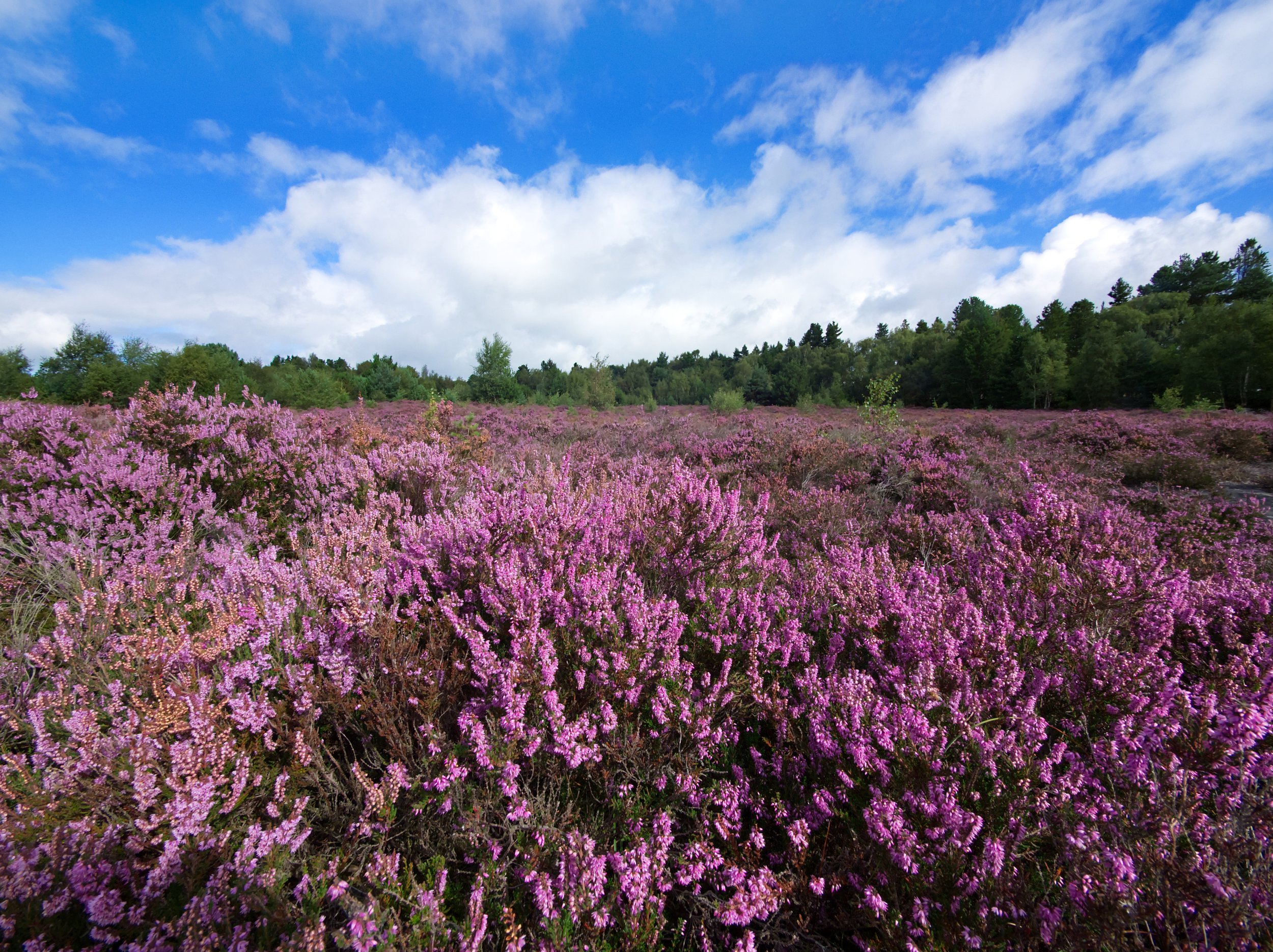 Heather Park...living up to it's name !