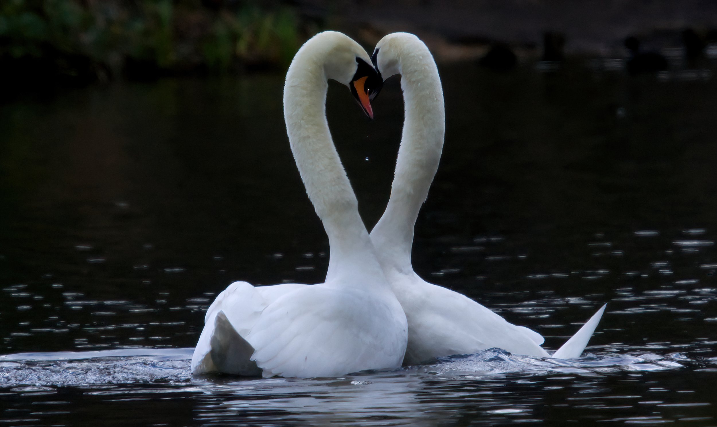 A pair of canoodling Swans
