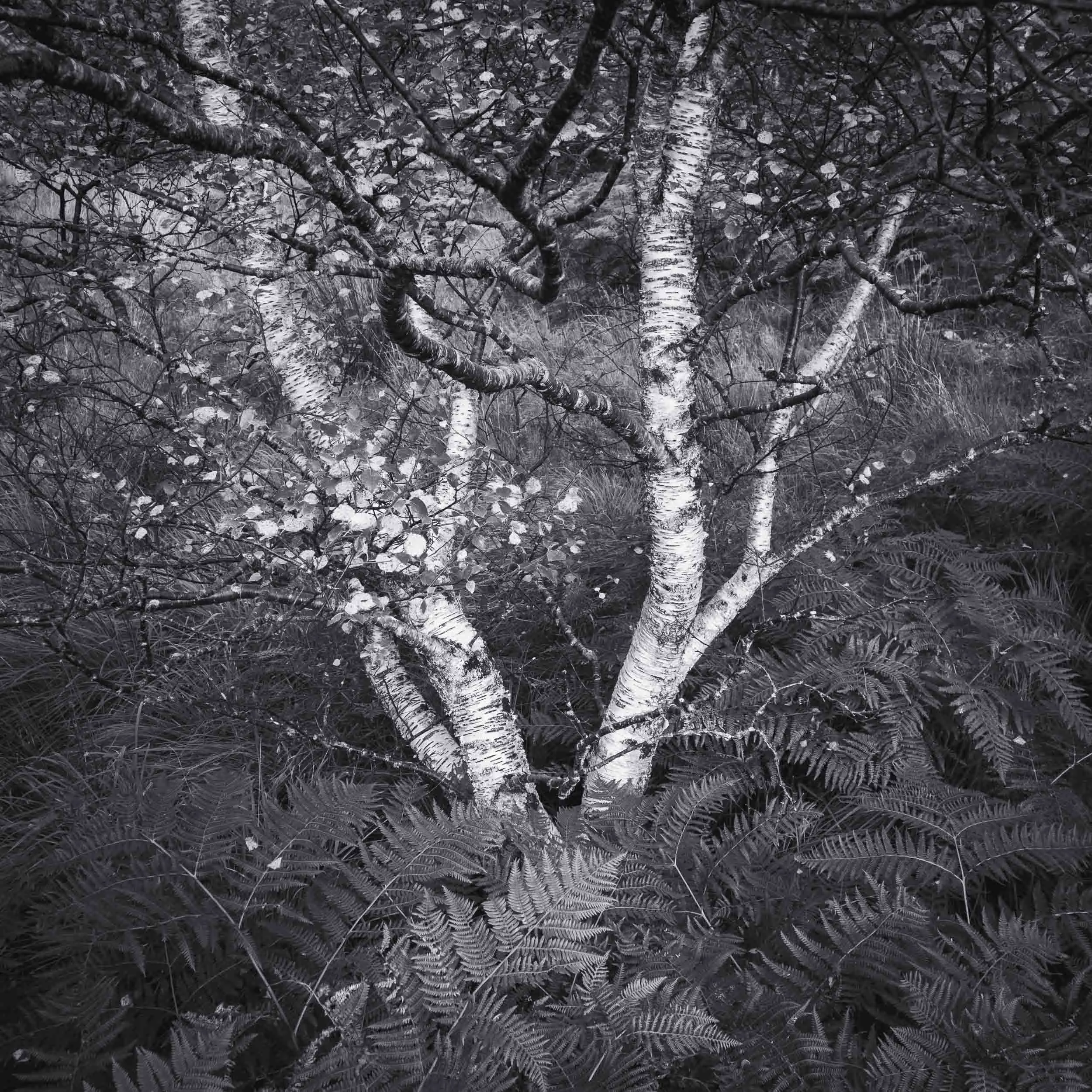 raw2015_10_03 assynt00276.jpg