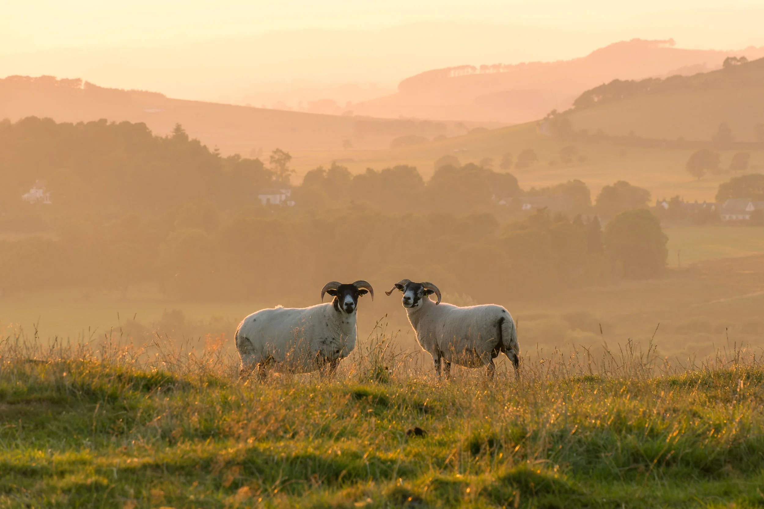 2015_09_08misty days00060-ARW_DxO_DeepPRIME.jpg