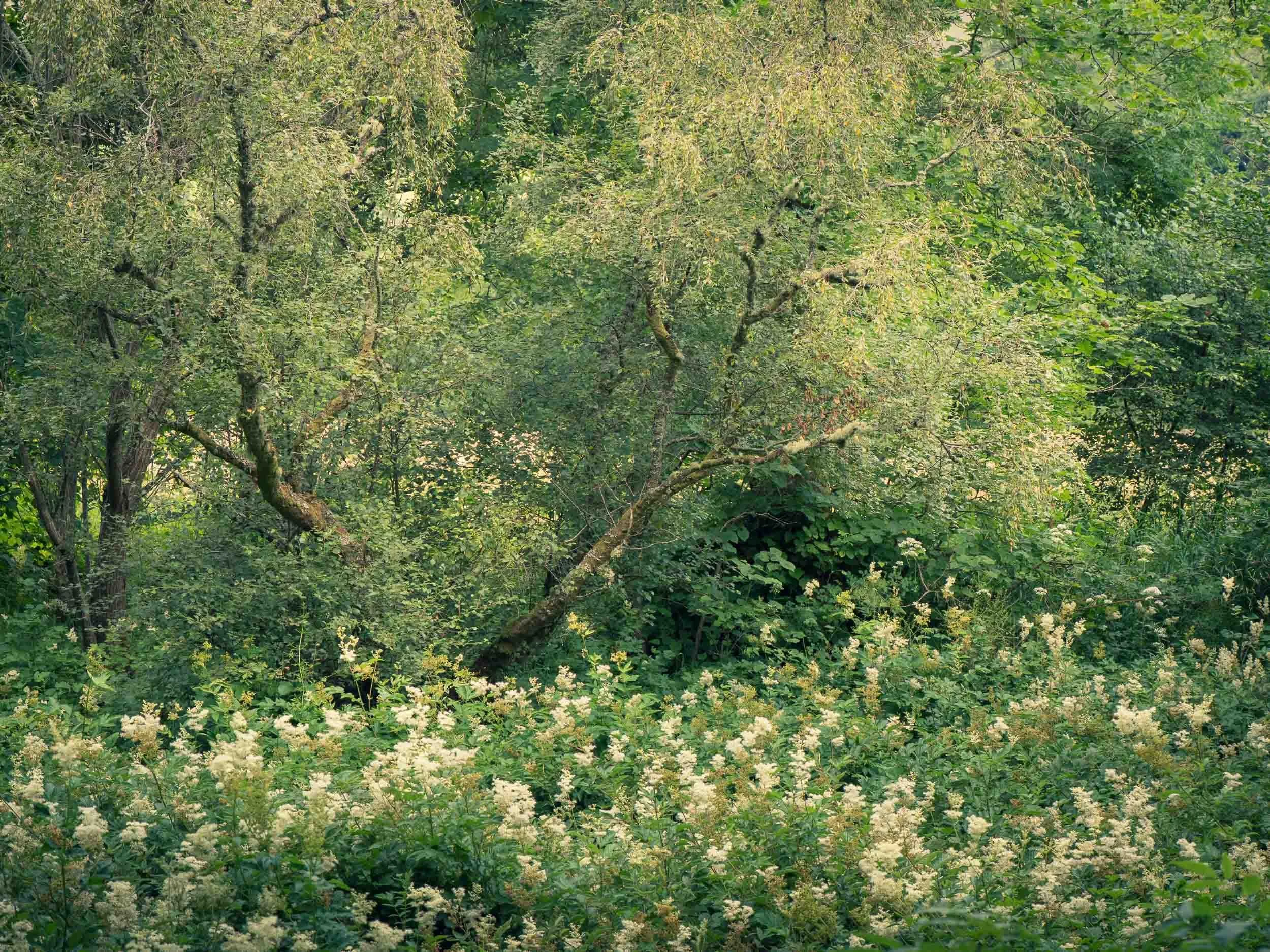 2016_07_30 stobo forest00111.jpg