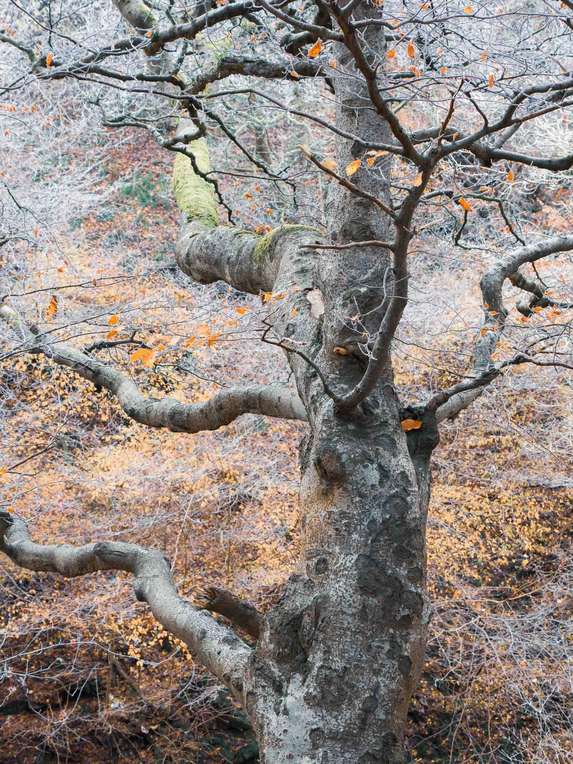 raw2016_11_21 Cleghorn Glen00519.jpg