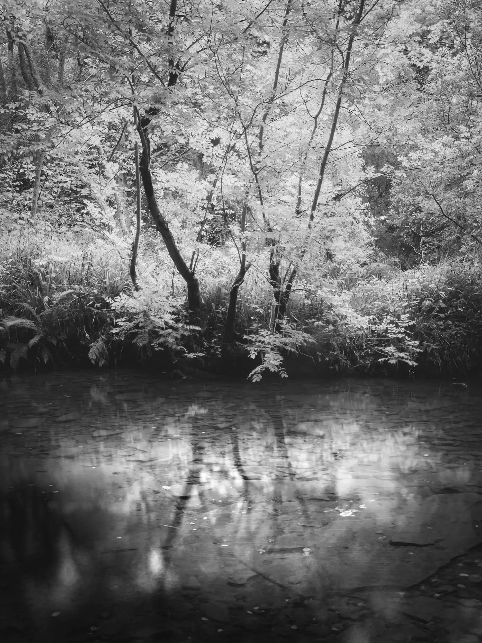 2016_08_26 clyde valley00210-square space-2.jpg