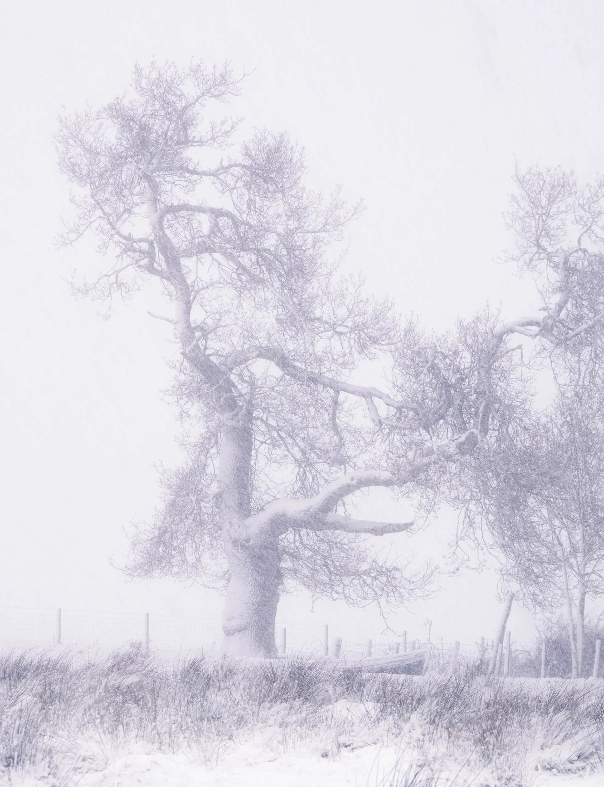 raw2018_01_16 snow walk00035.jpg