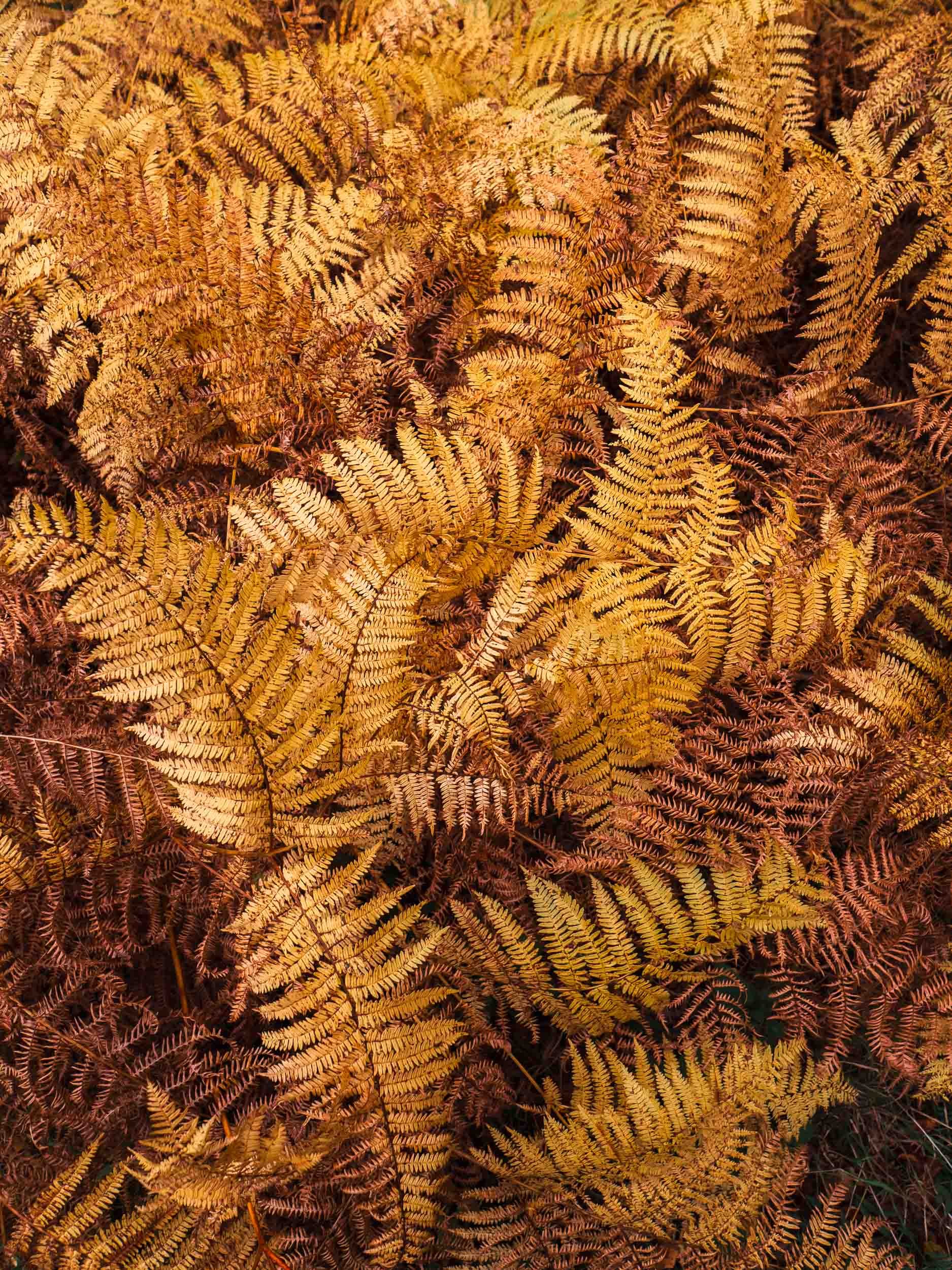 2019_10_17 walk to dawyck00165.jpg