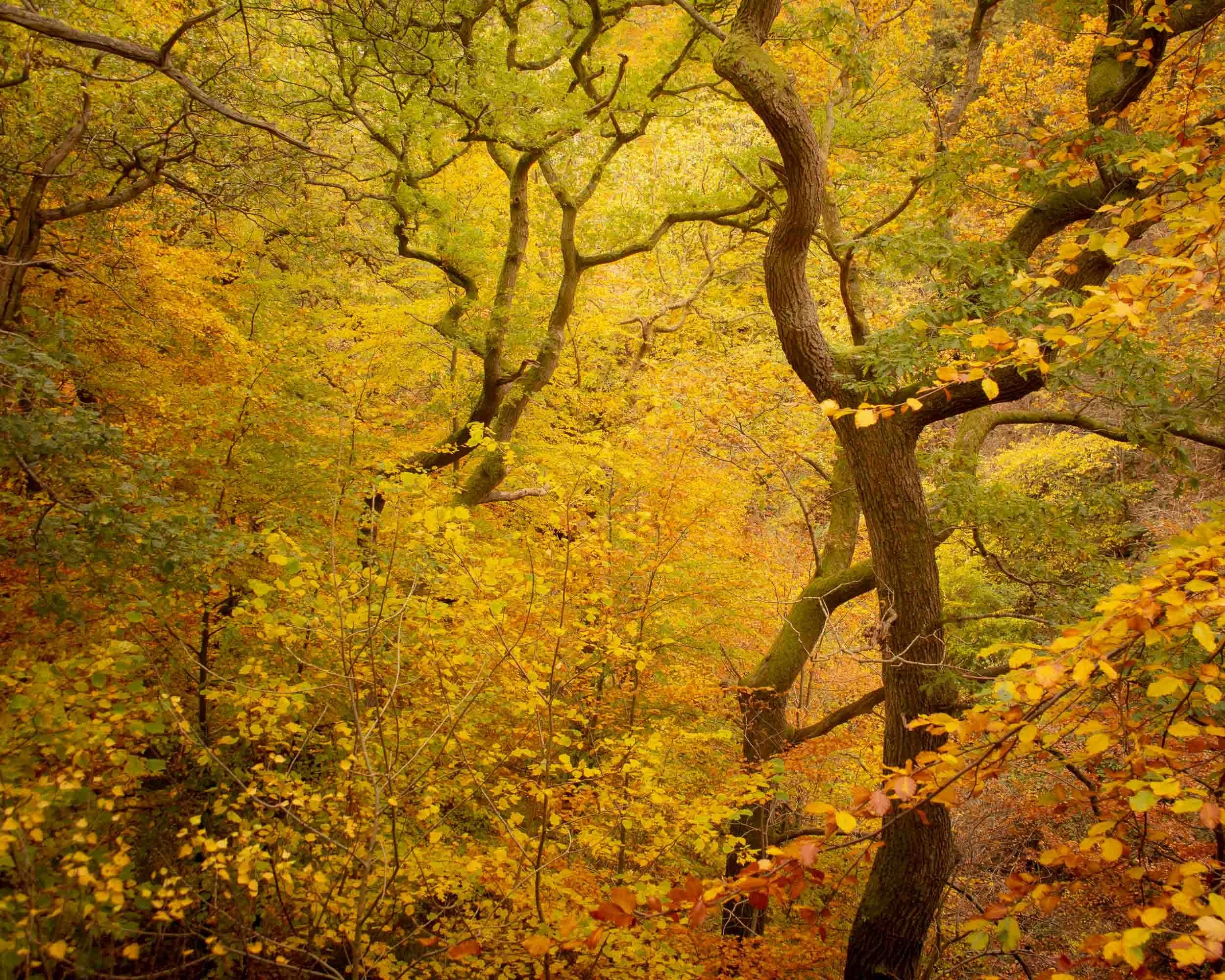 2015_10_25 roslin valley forest00038.jpg