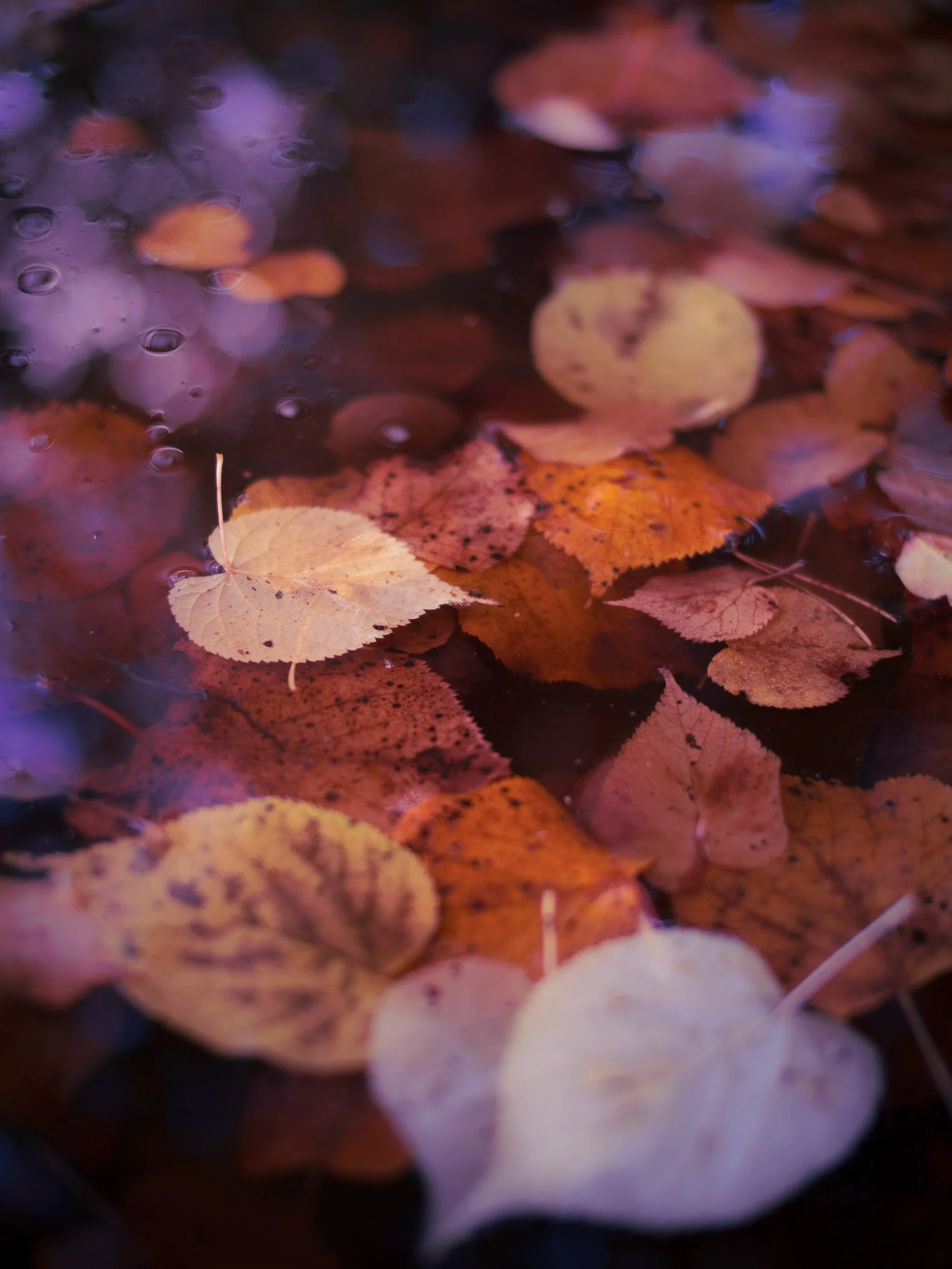 raw2016_10_17 dawyck lyne00393.jpg