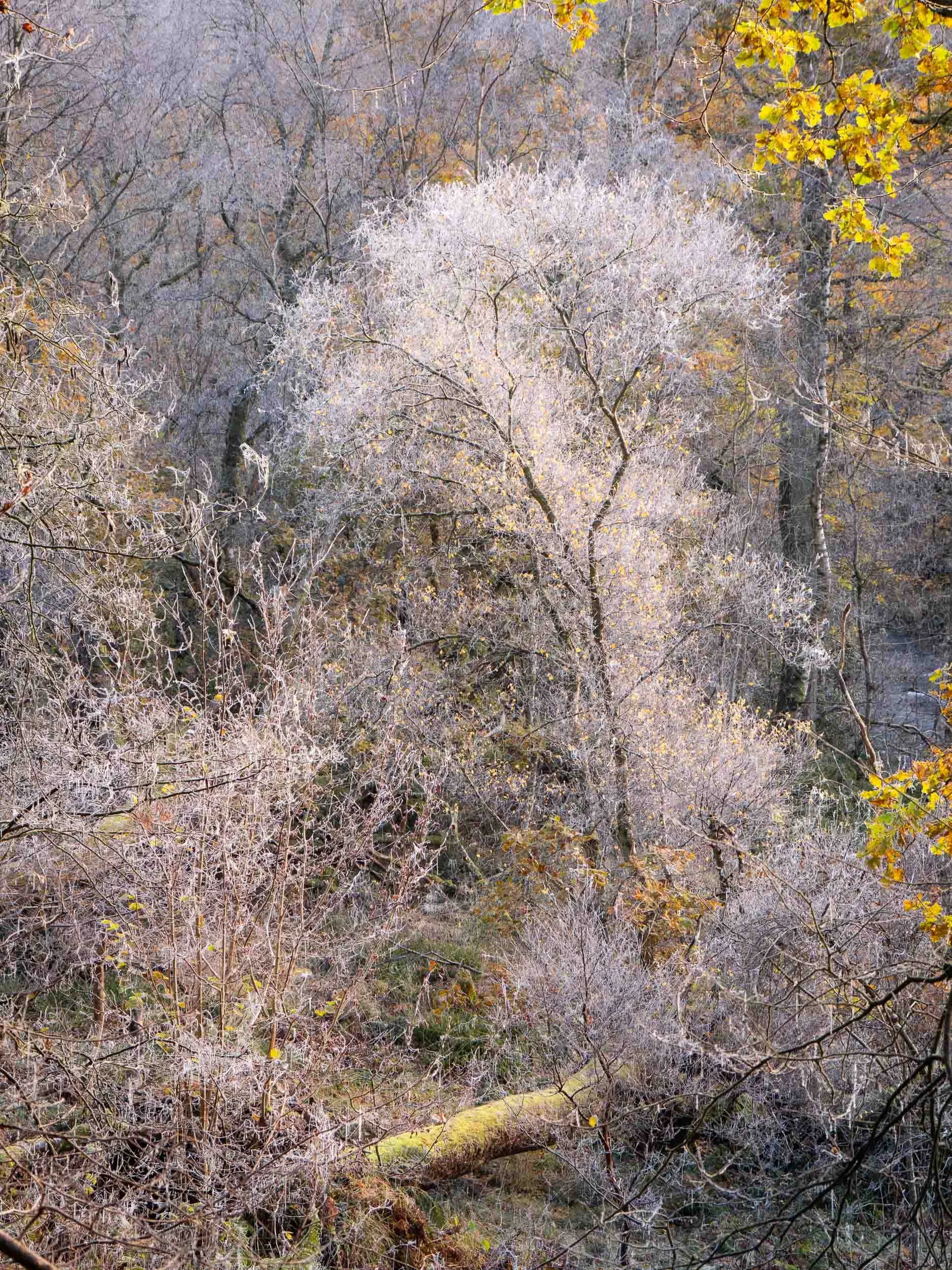 raw2016_11_21 Cleghorn Glen00106.jpg