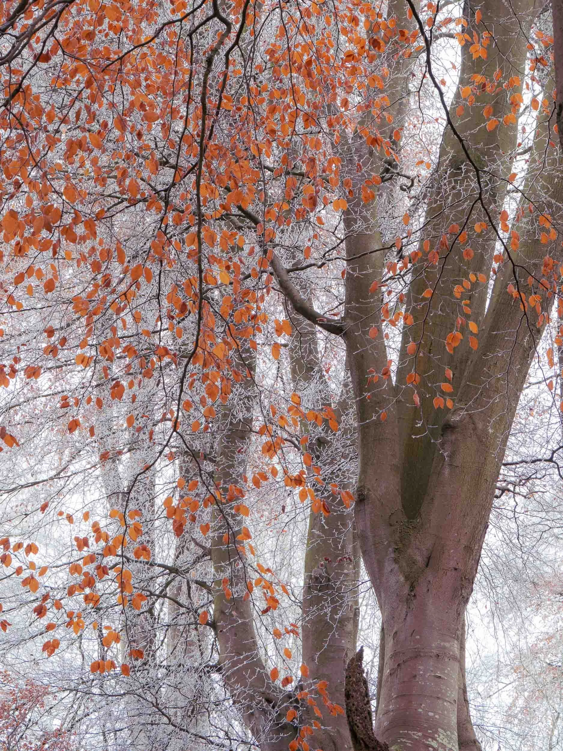 raw2016_11_21 Cleghorn Glen00529.jpg