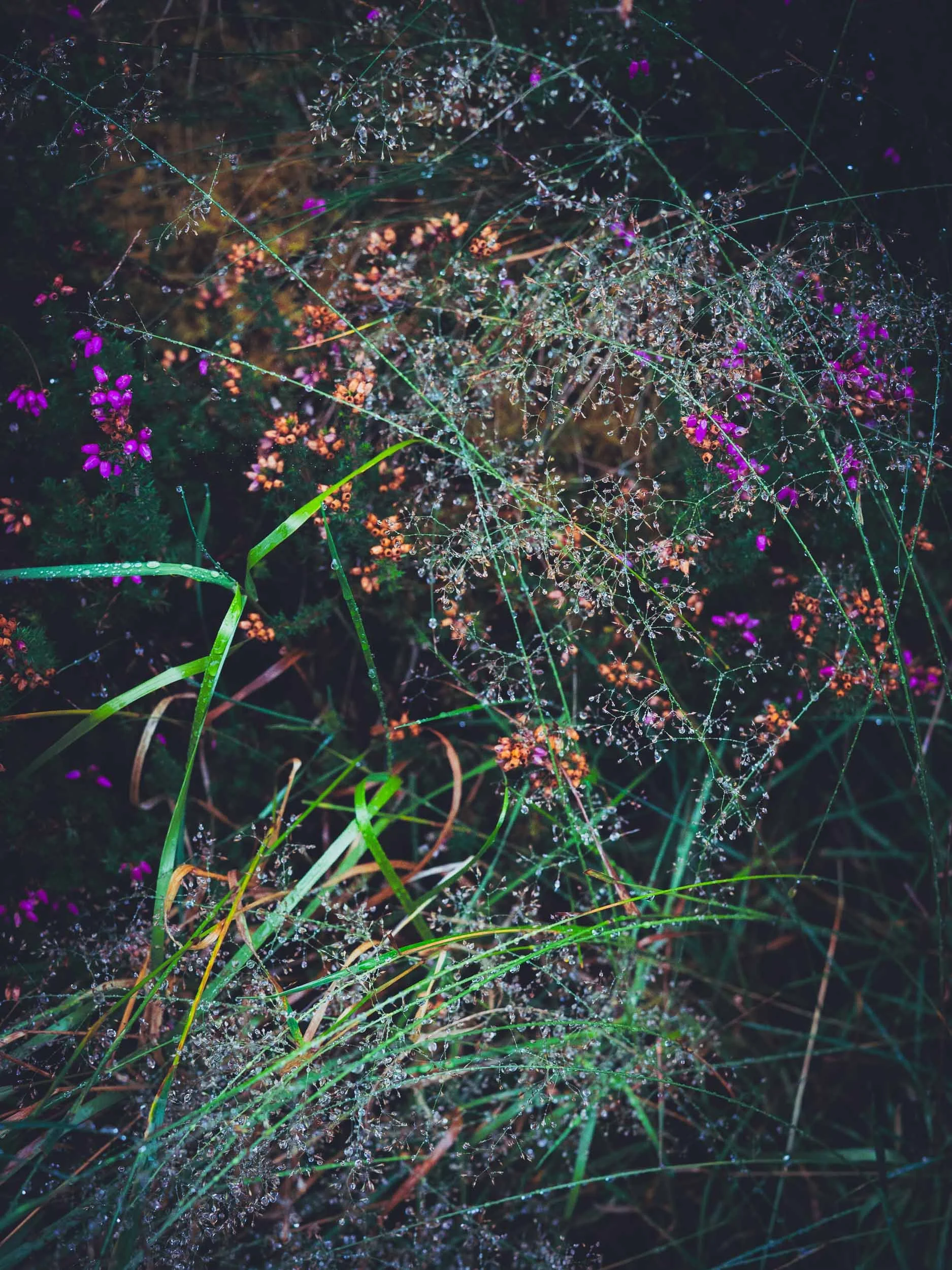 2015_09_14cardrona forest00117.jpg