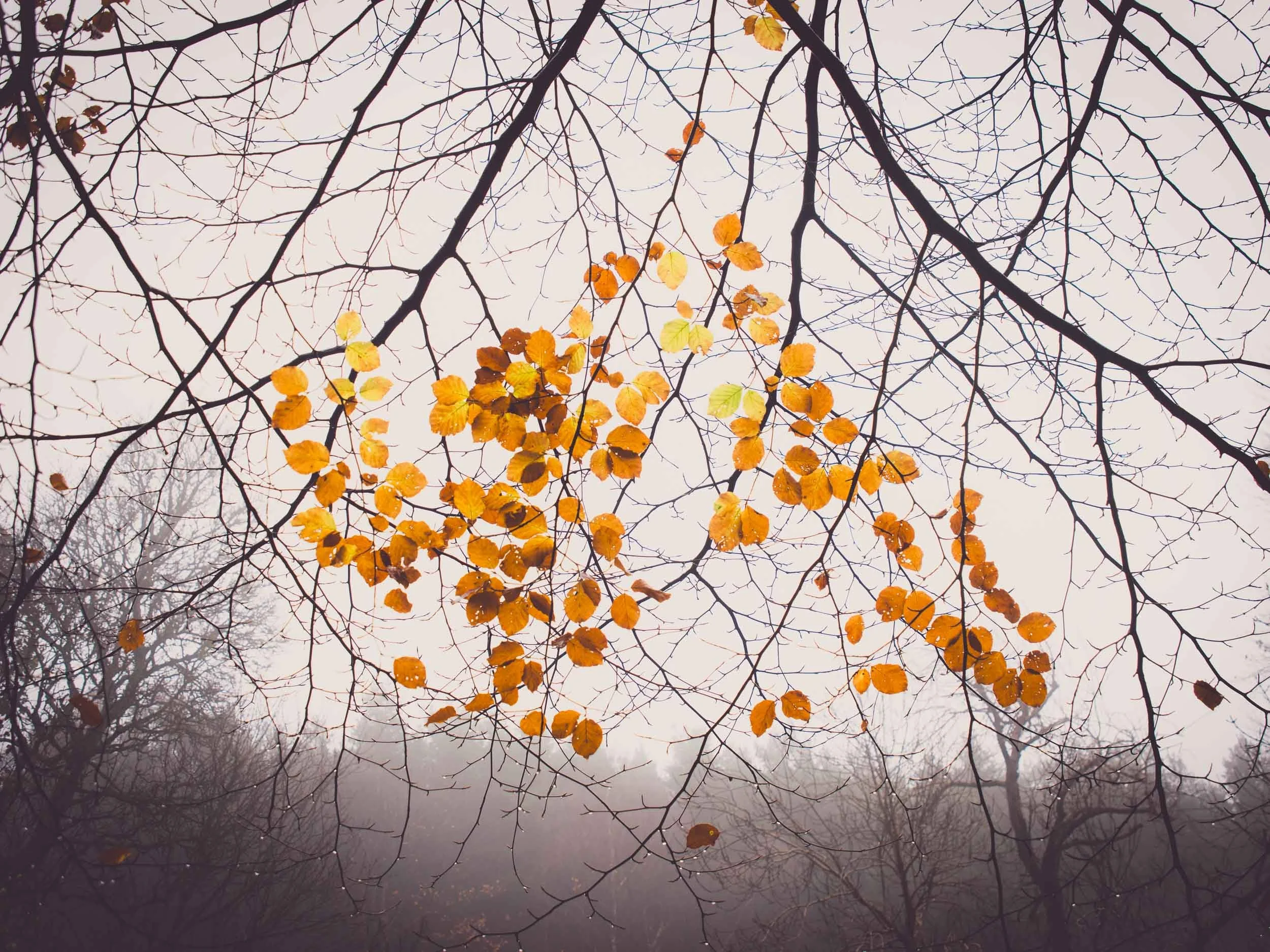 2015_11_15 rain venlaw plora00069.jpg