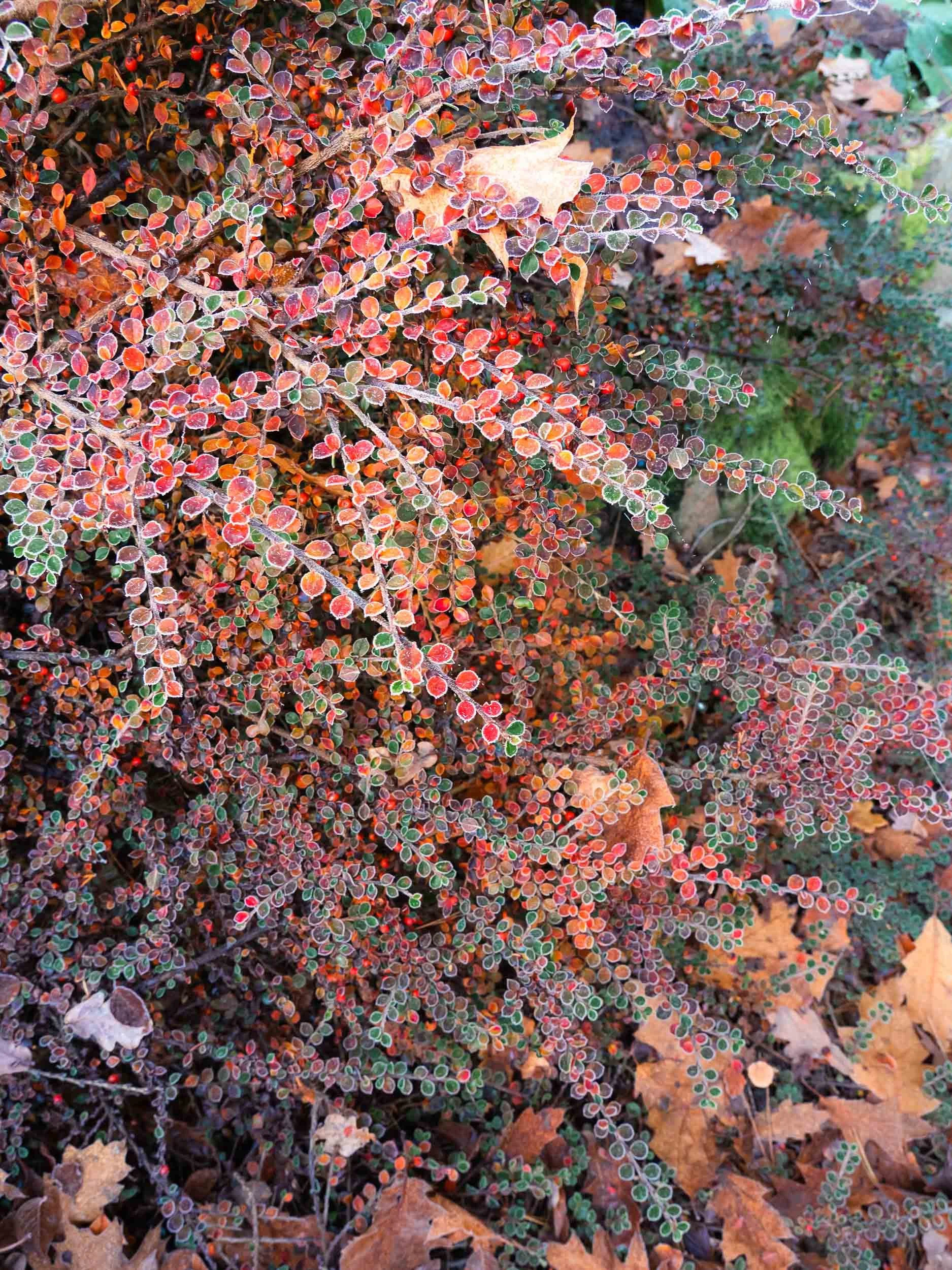 2019_11_18 frosty day00448.jpg