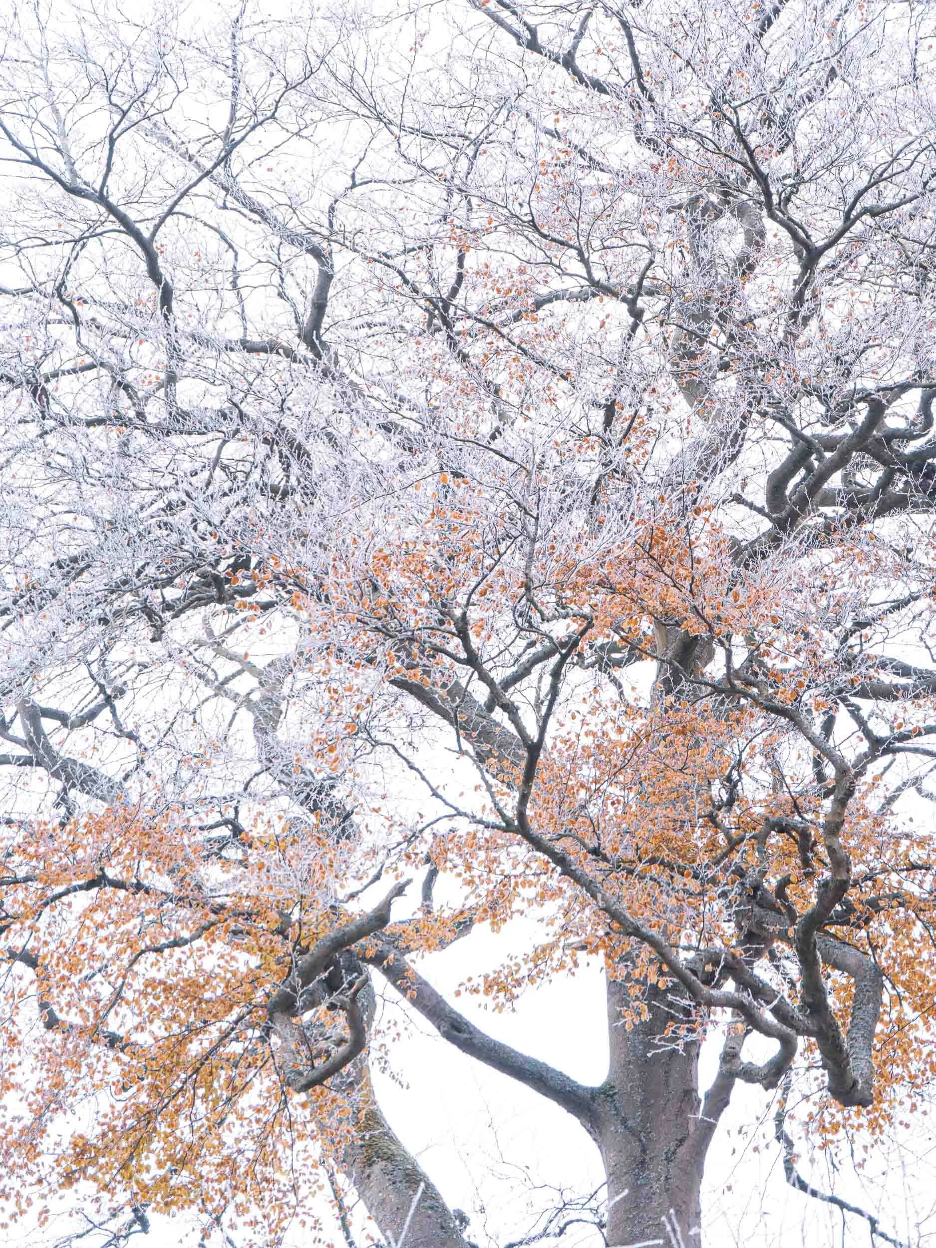 raw2016_11_21 Cleghorn Glen00491.jpg