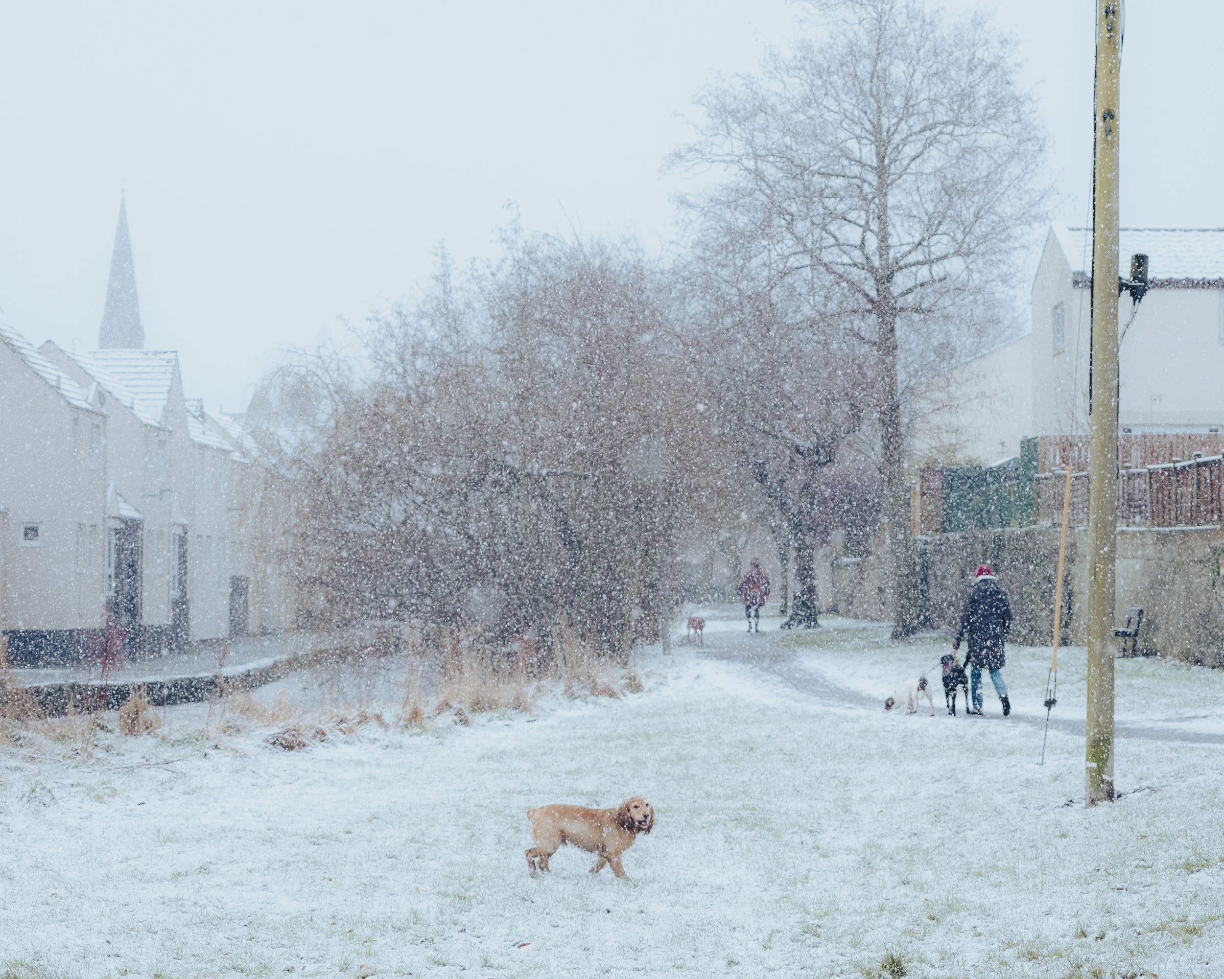 A backyard scene during snowfall with children playing and a dog standing on the snow-covered grass. Houses and a large leafless tree are in the background.