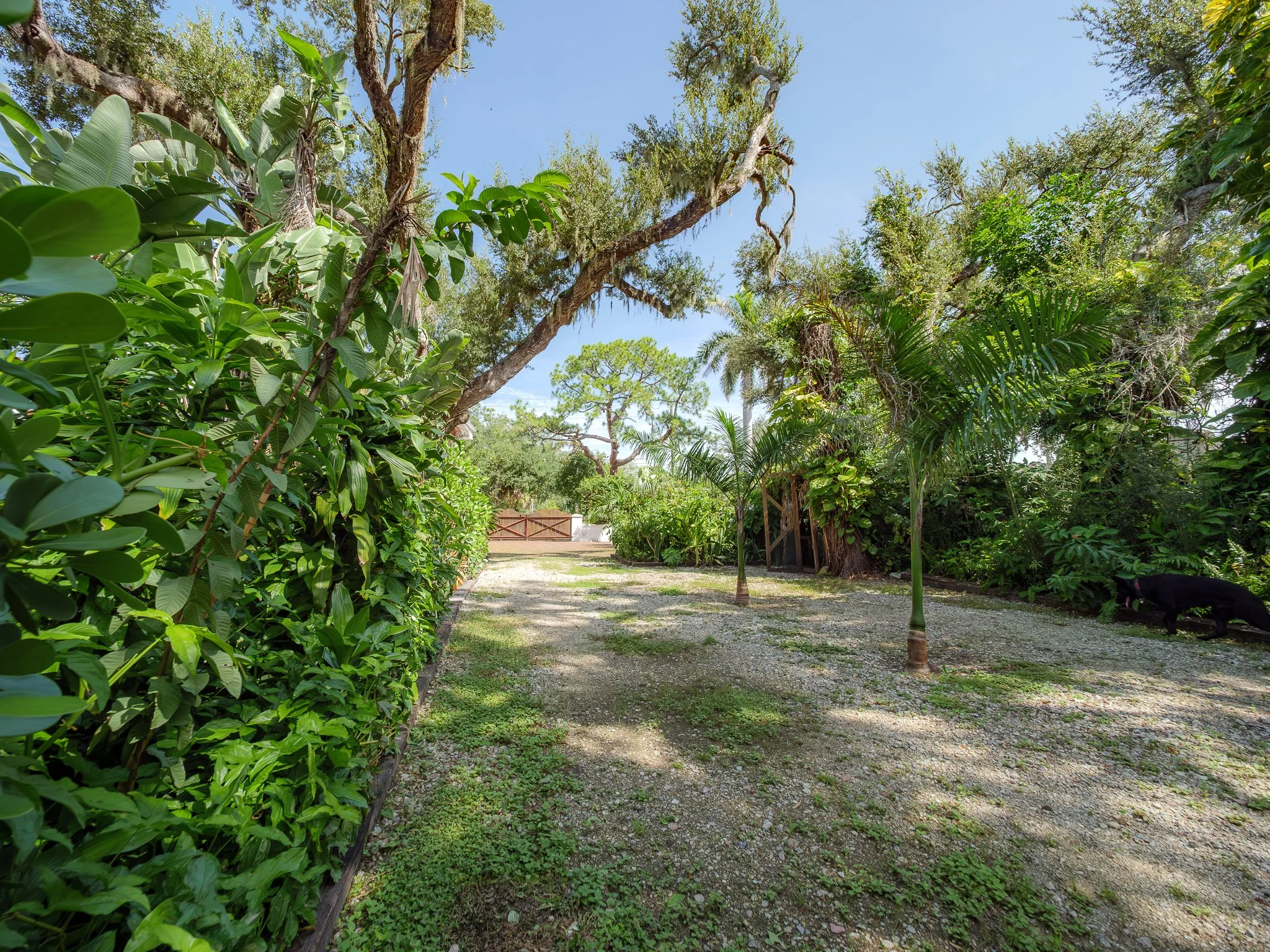 A gravel pathway through a lush, green garden with trees and shrubs, a wooden fence in the distance, under a clear blue sky.