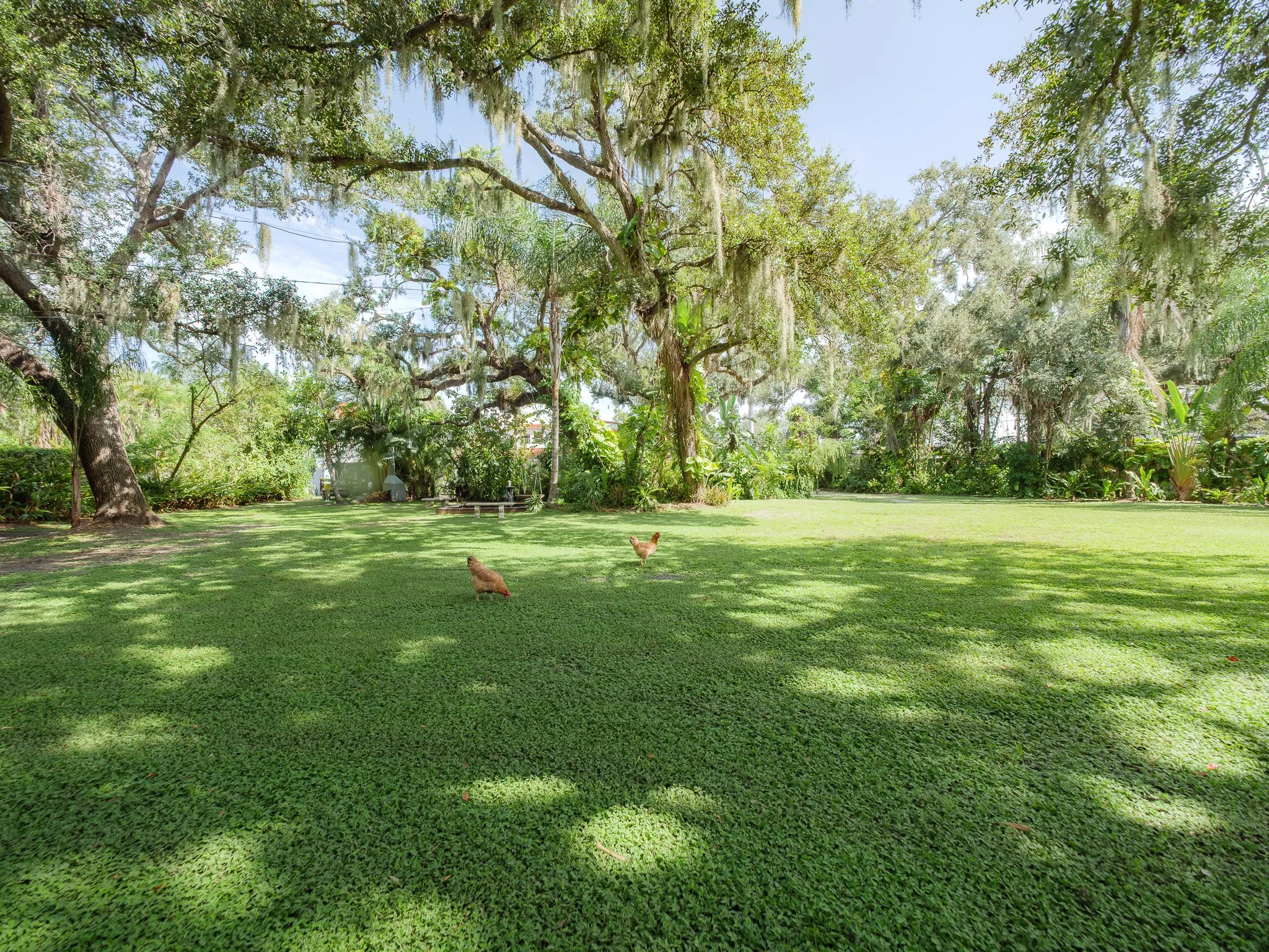 A lush green yard with a large tree covered in Spanish moss, two chickens on the grass, and a building with a Spanish-tile roof in the background.