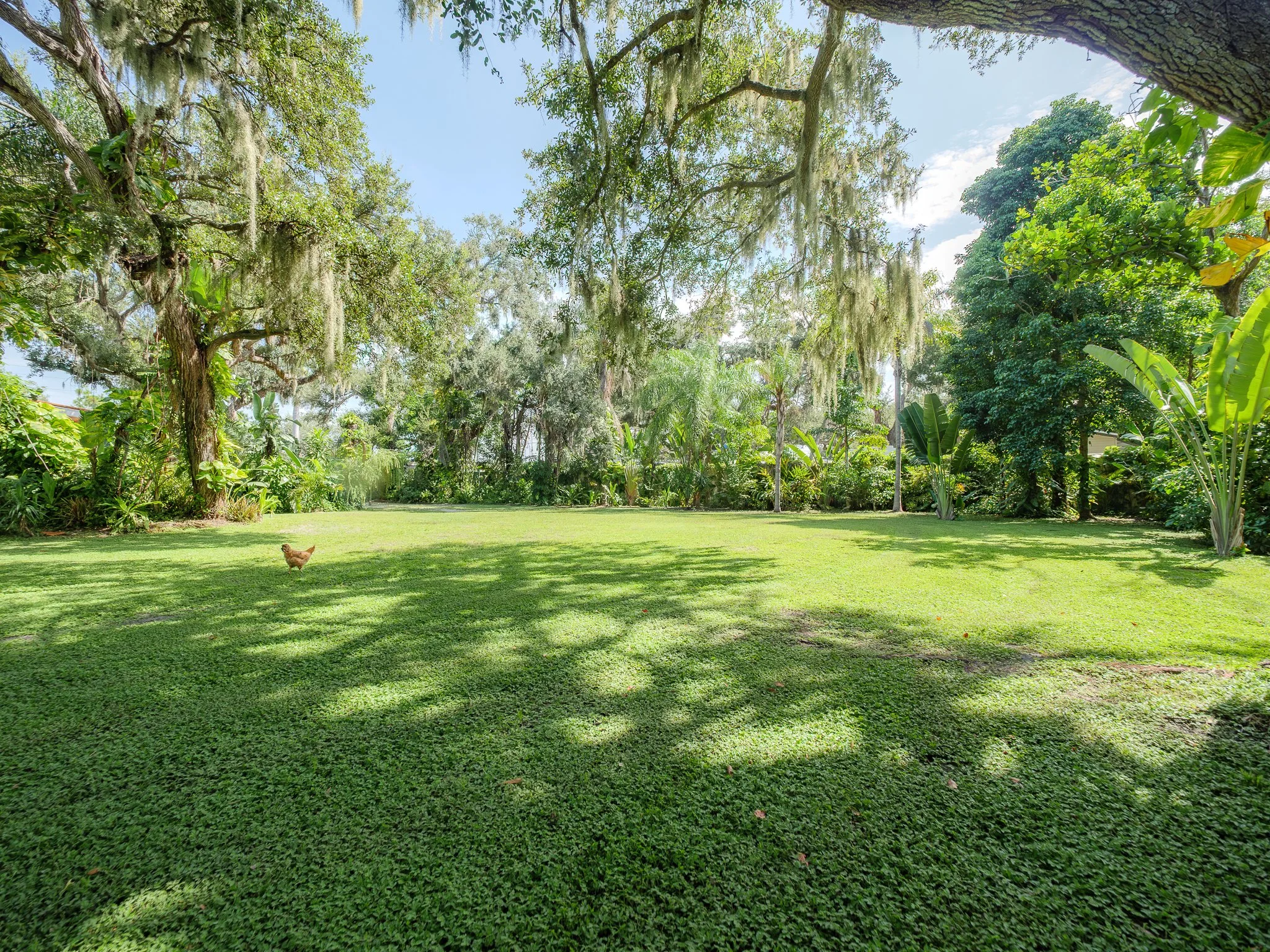 Lush green backyard with large trees, Spanish moss, and a chickens walking on the grass.