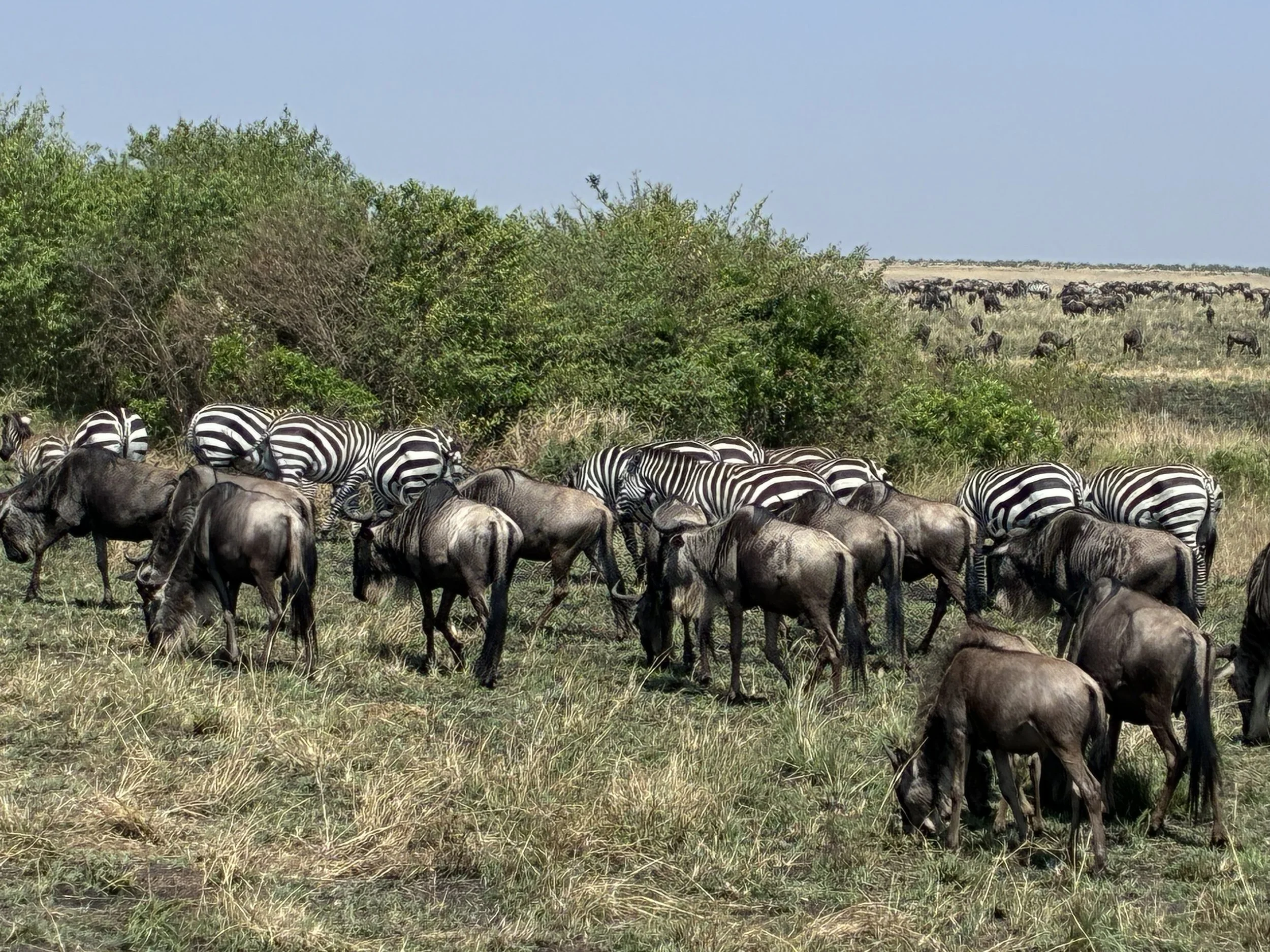 Wildebeest Migration