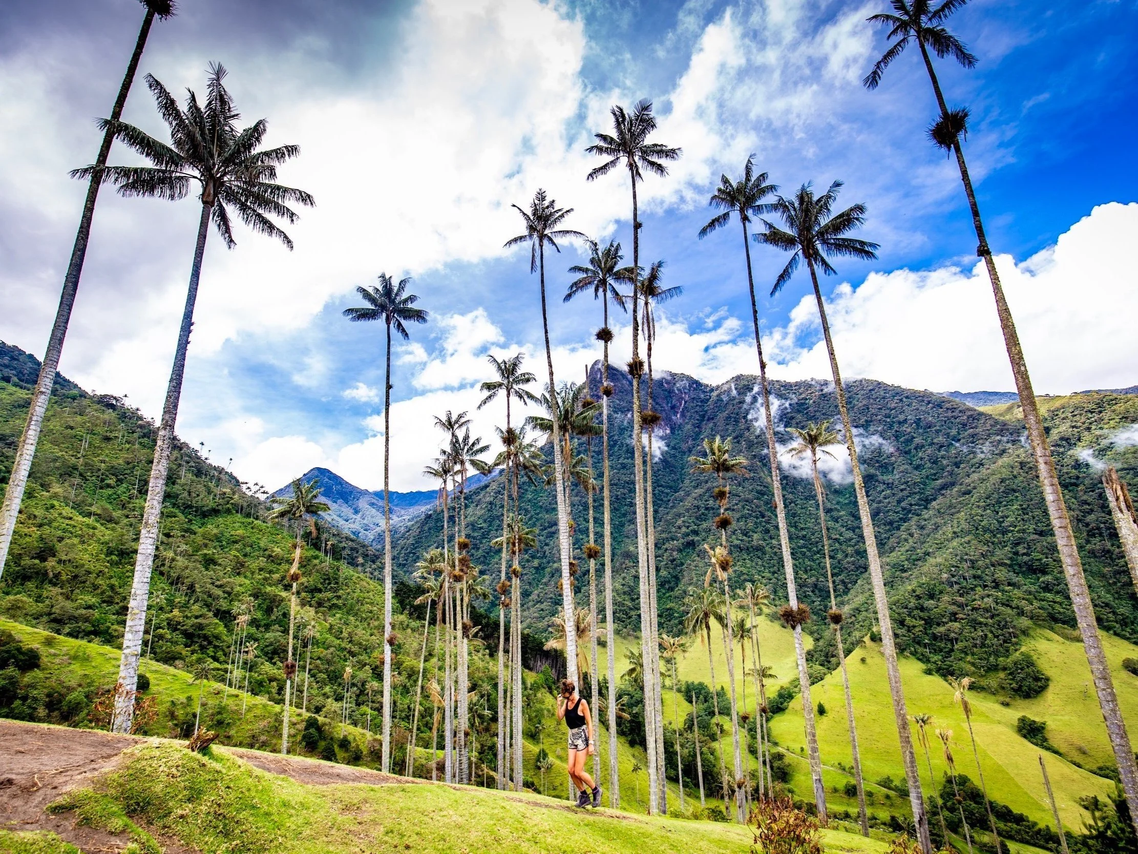 Colombia hoge palmbomen wandelen Valle de Cocora