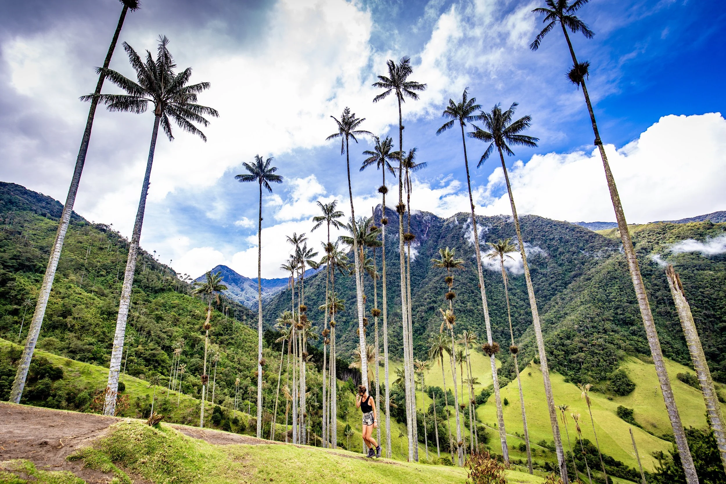 Valle de Cocora Colombia grote palmbomen