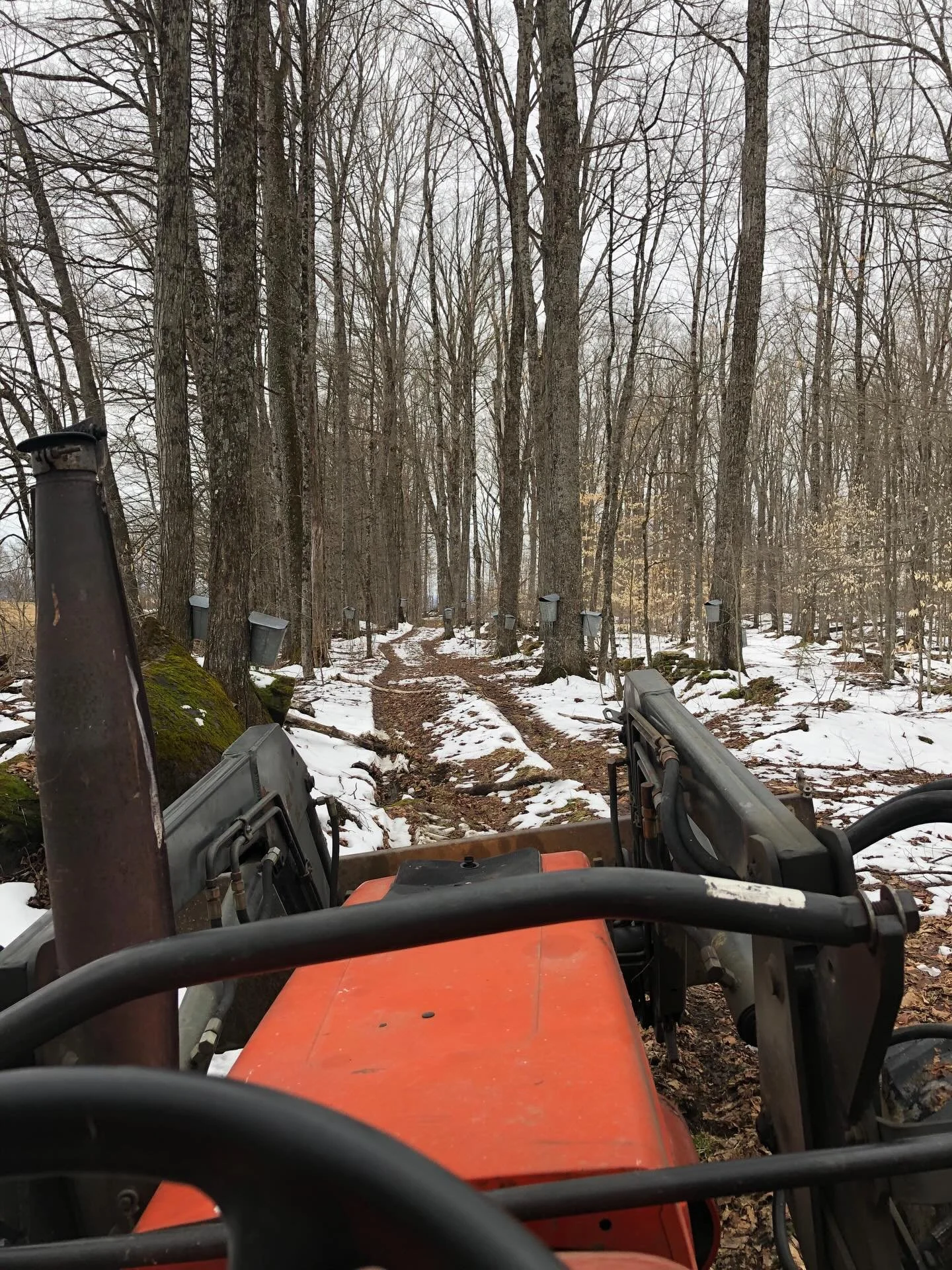The sap ran all night! And boy was there a lot of it to gather at work today. It was like you could watch the snow disappear while you gathered. The forecast is looking good, and supplies are available at simkotoolco.com !
