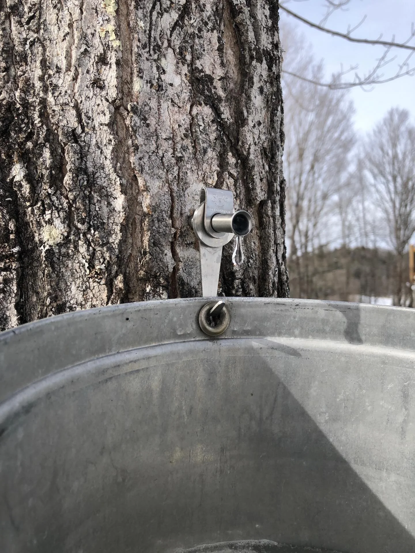 Sun&rsquo;s shining and the maple sap is flowing.