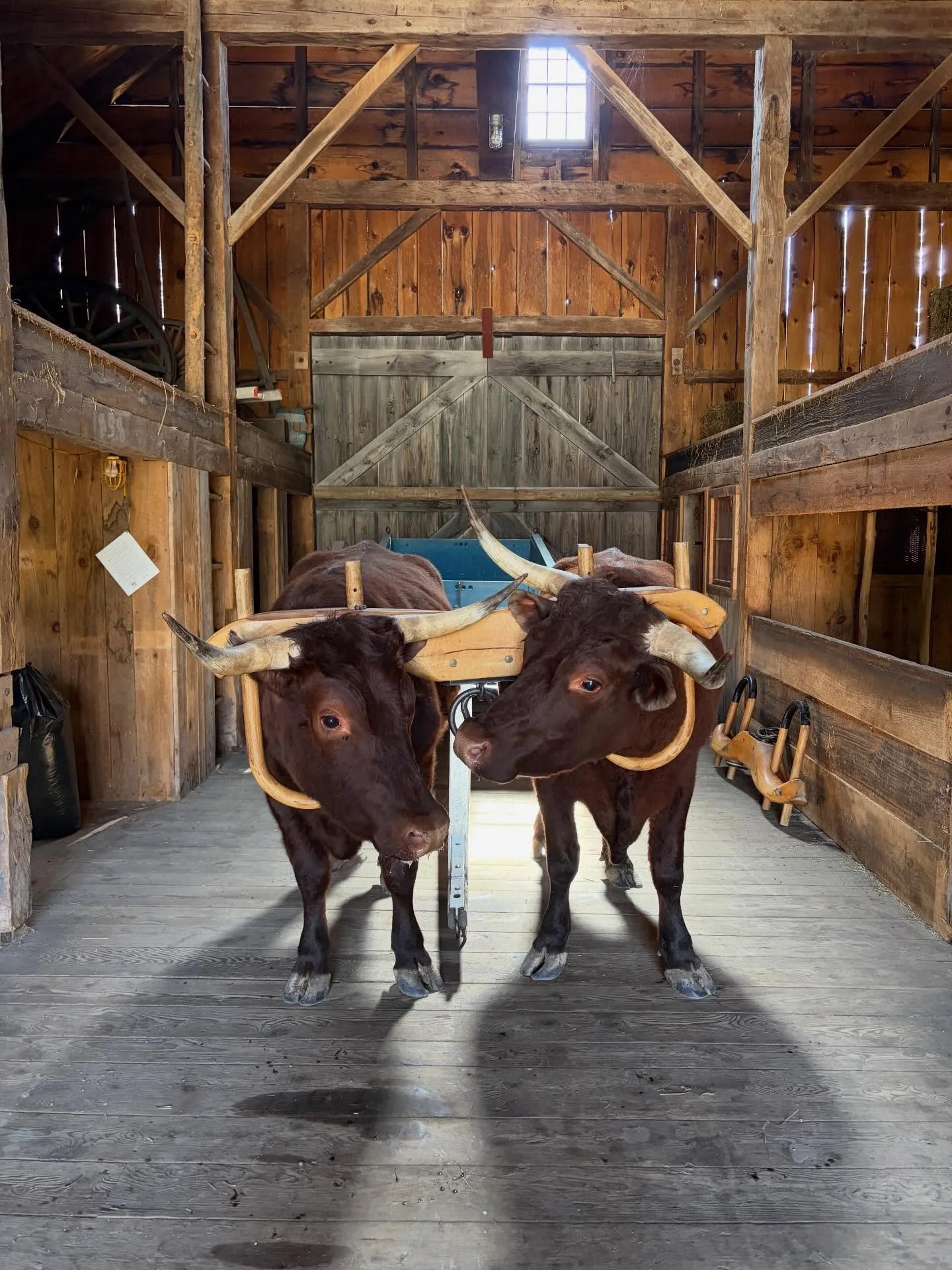 Yesterday I got to spend the day working with oxen at @sanbornmillsfarm . It&rsquo;s something I&rsquo;ve been interested in since childhood and it was great to finally be in the &ldquo;drivers seat.&rdquo; There was also a lot of hardware and sled i