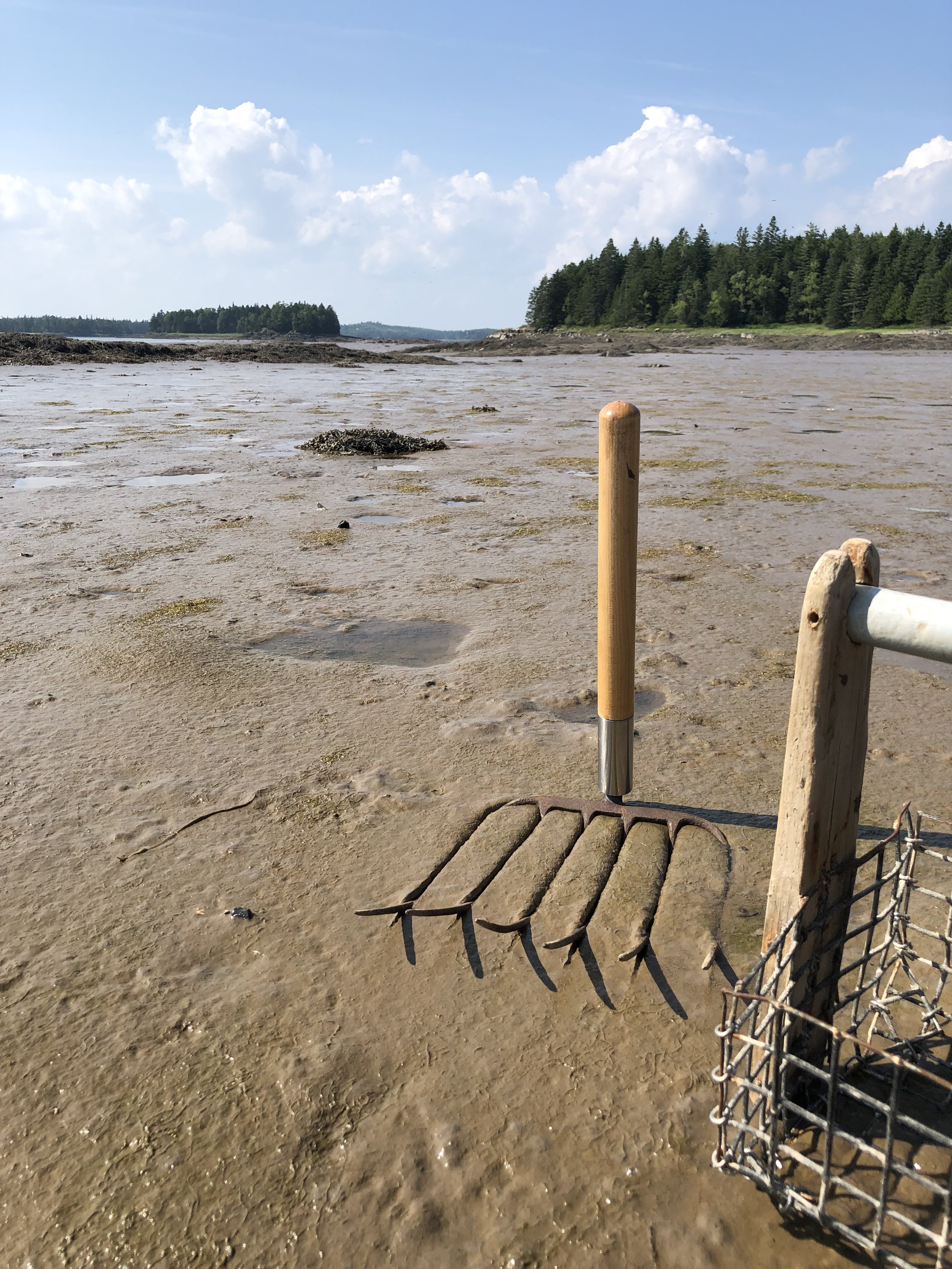 Clam Rakes