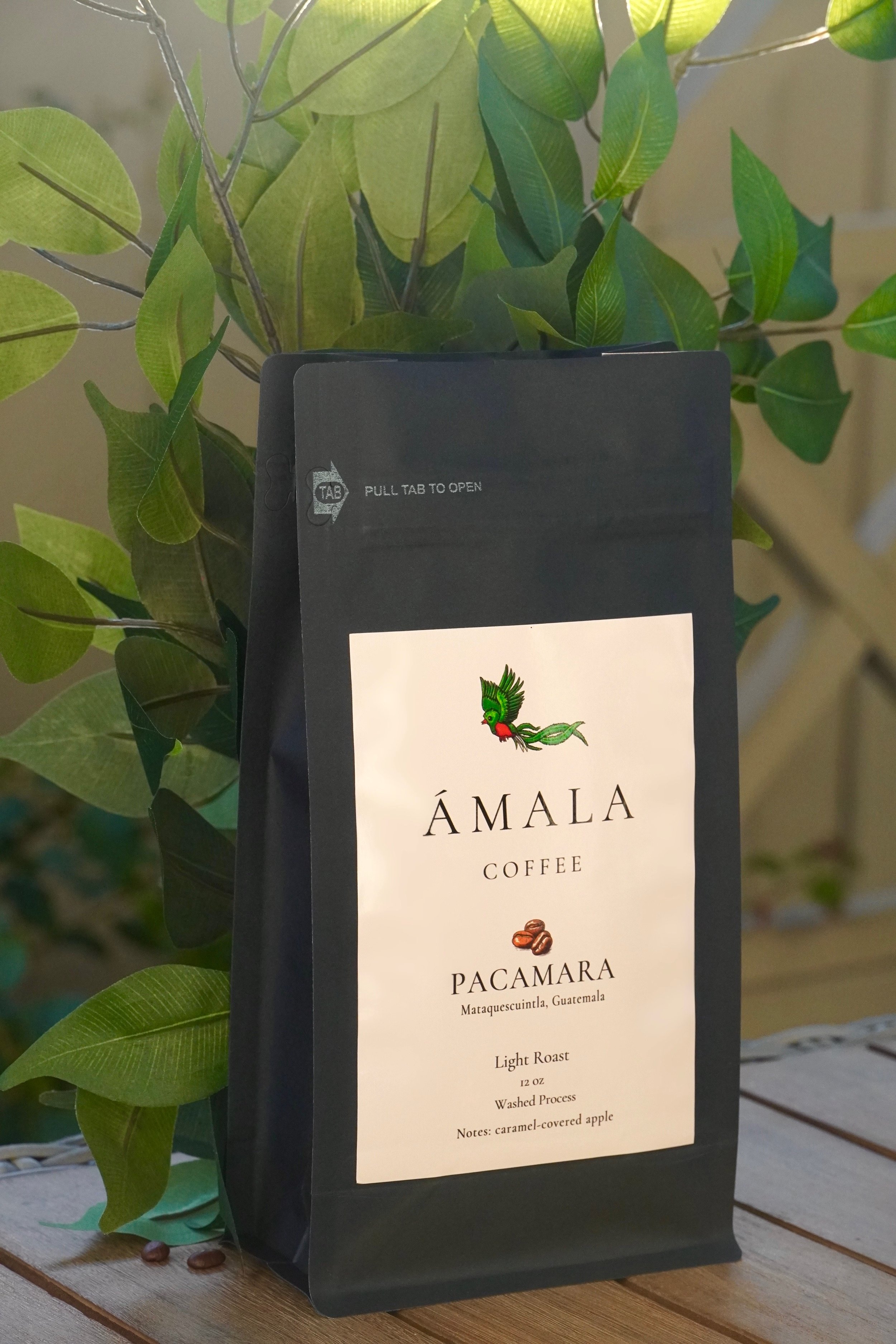 Pacamara