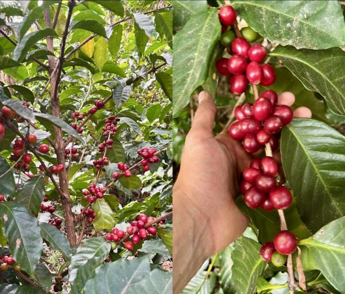 Red Geisha berries.jpeg