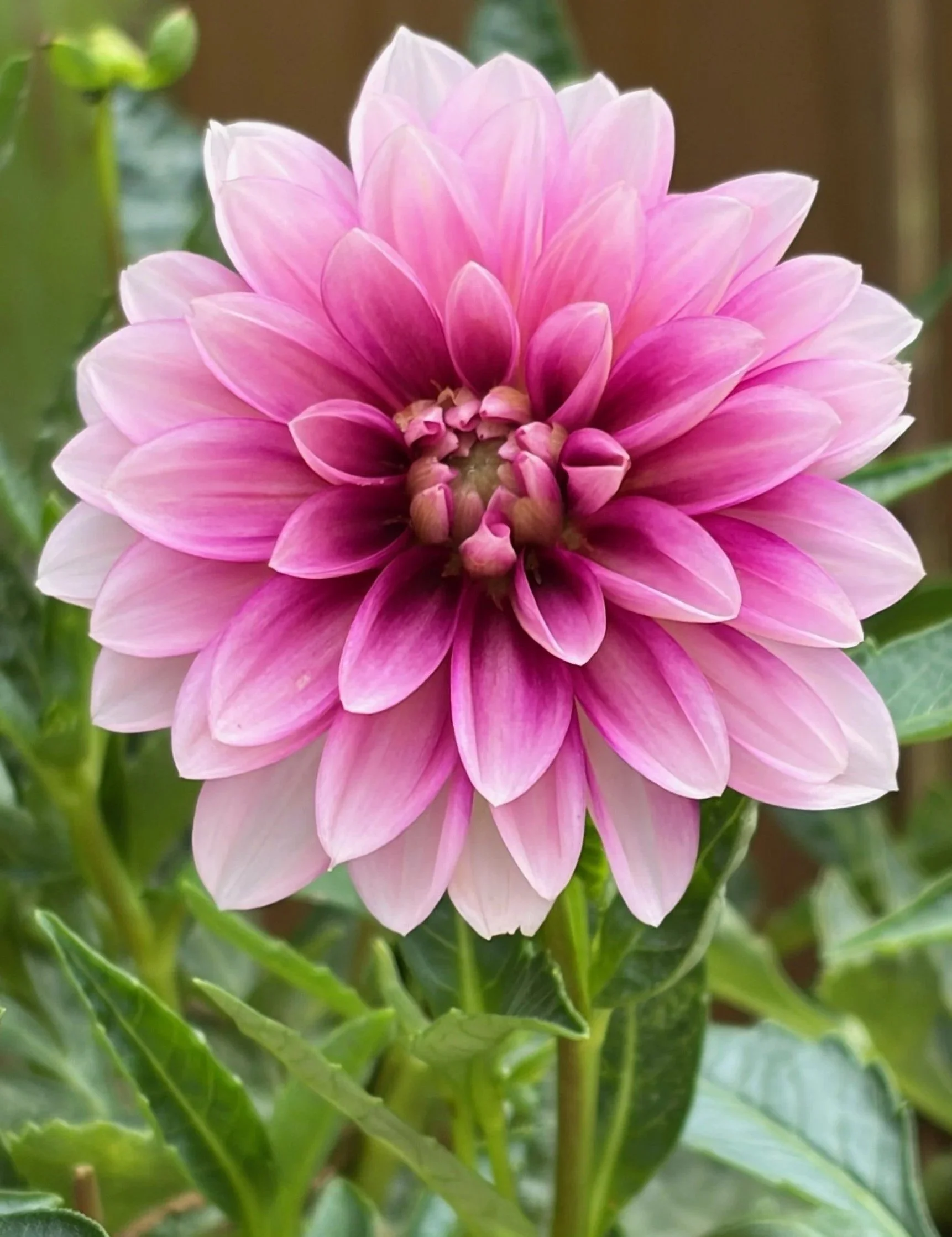 GARDEN+DAHLIA+8.5.26-11.jpg