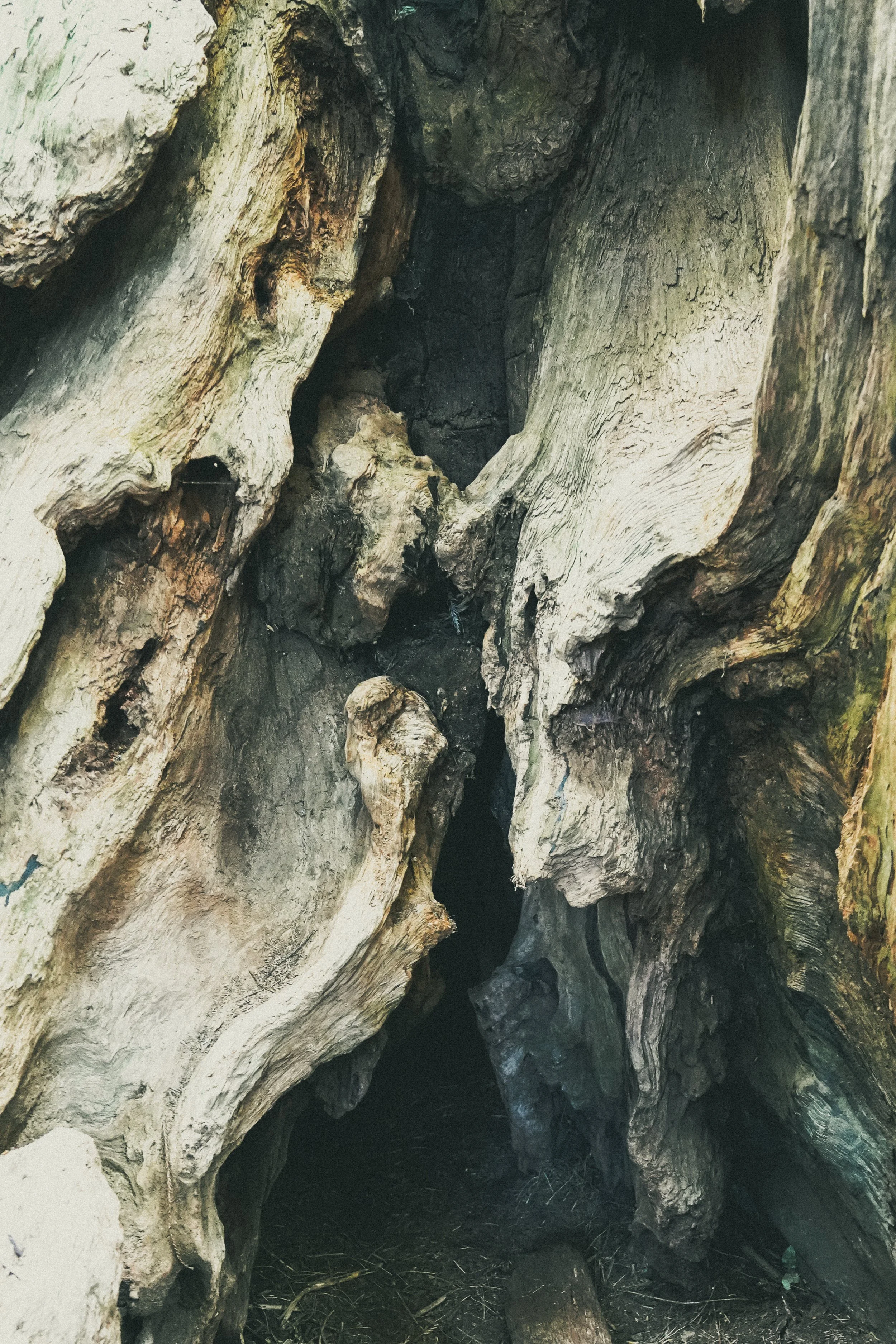 Redwoods-150.jpg