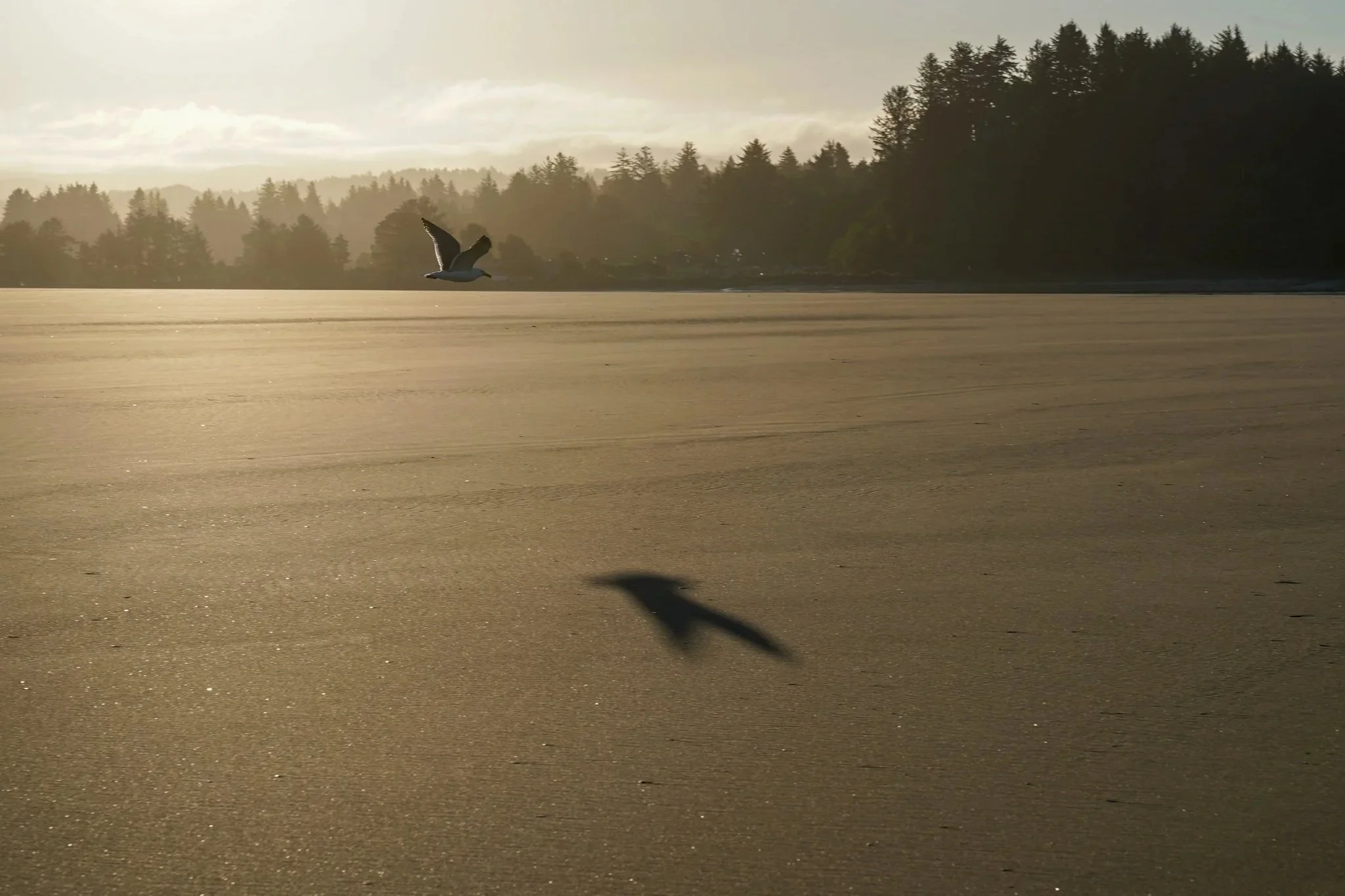 Redwoods-70.jpg