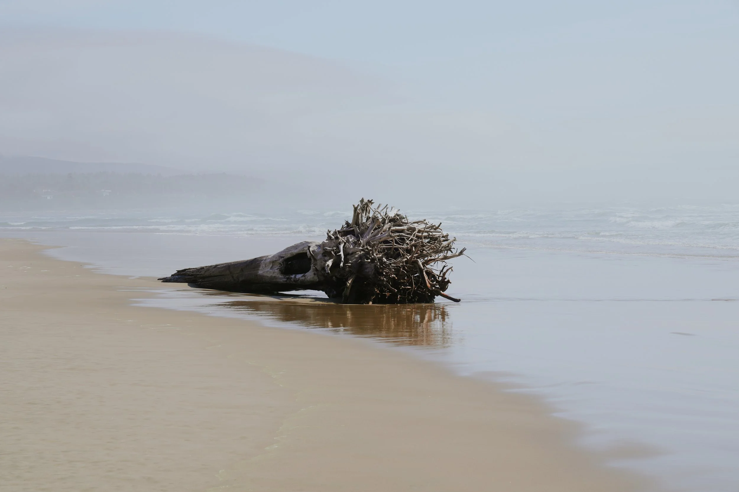 Redwoods-19.jpg