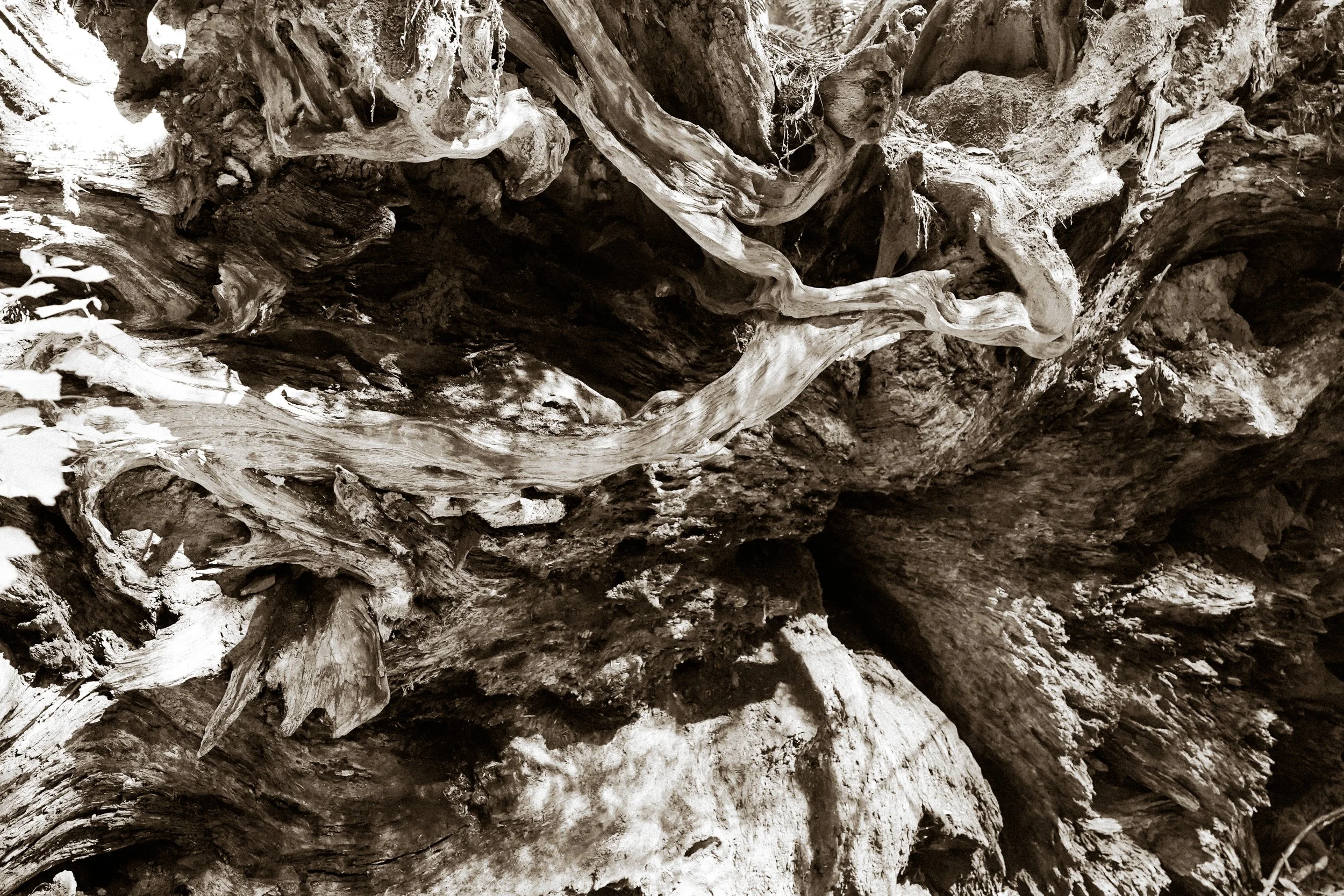 Redwoods-147.jpg