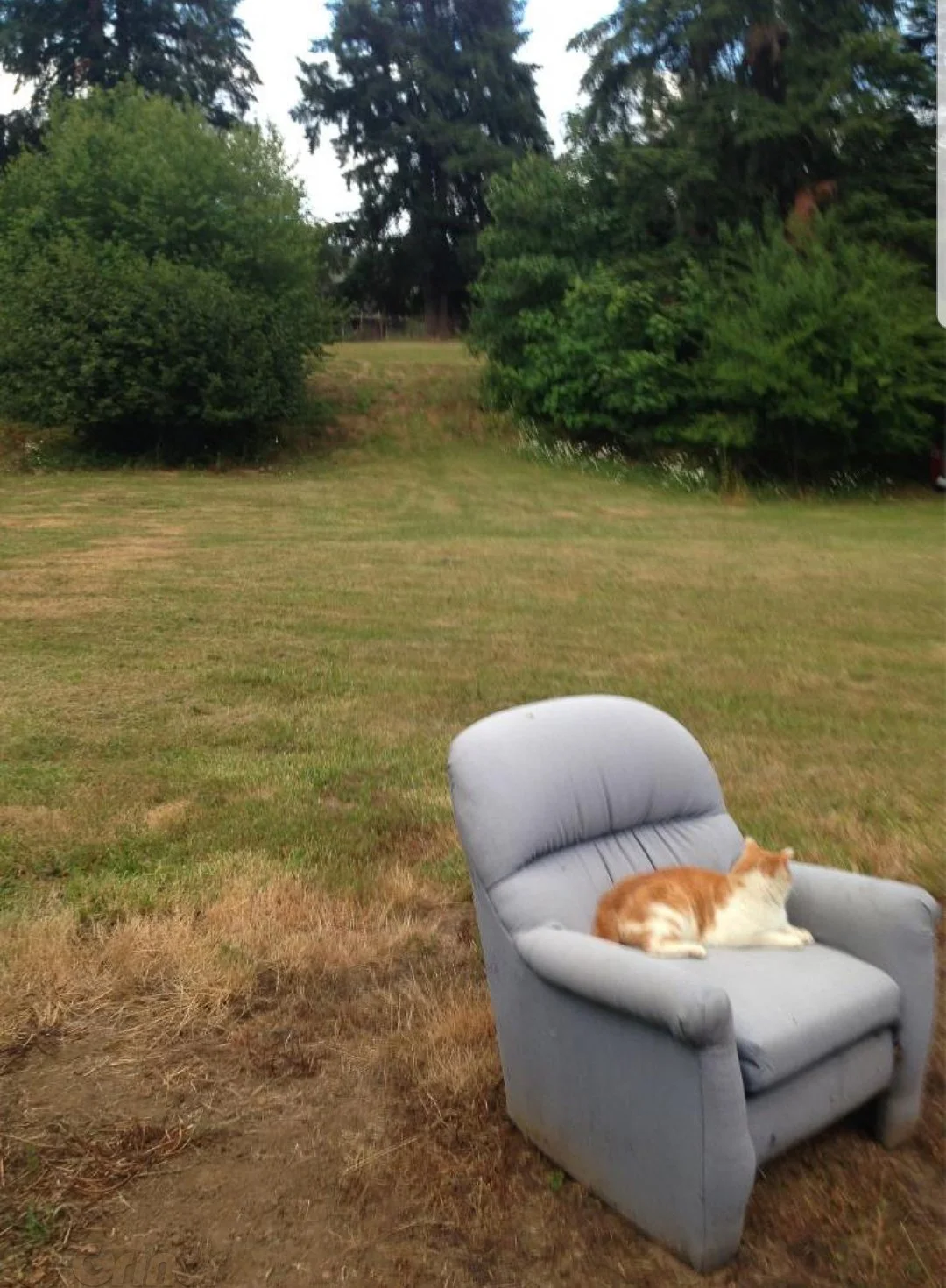 Cat On A Chair In The Park.jpg