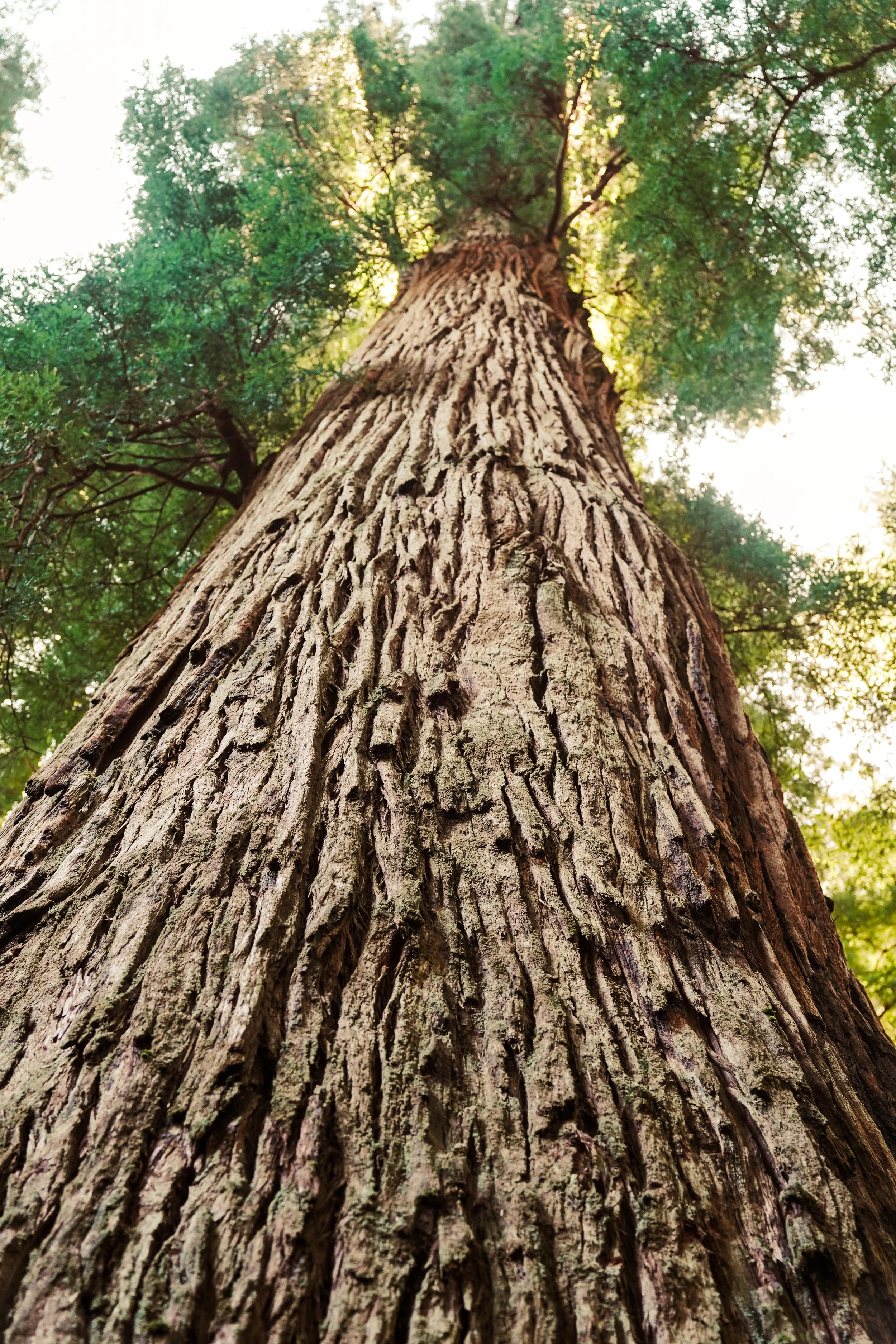 Redwoods-133.jpg