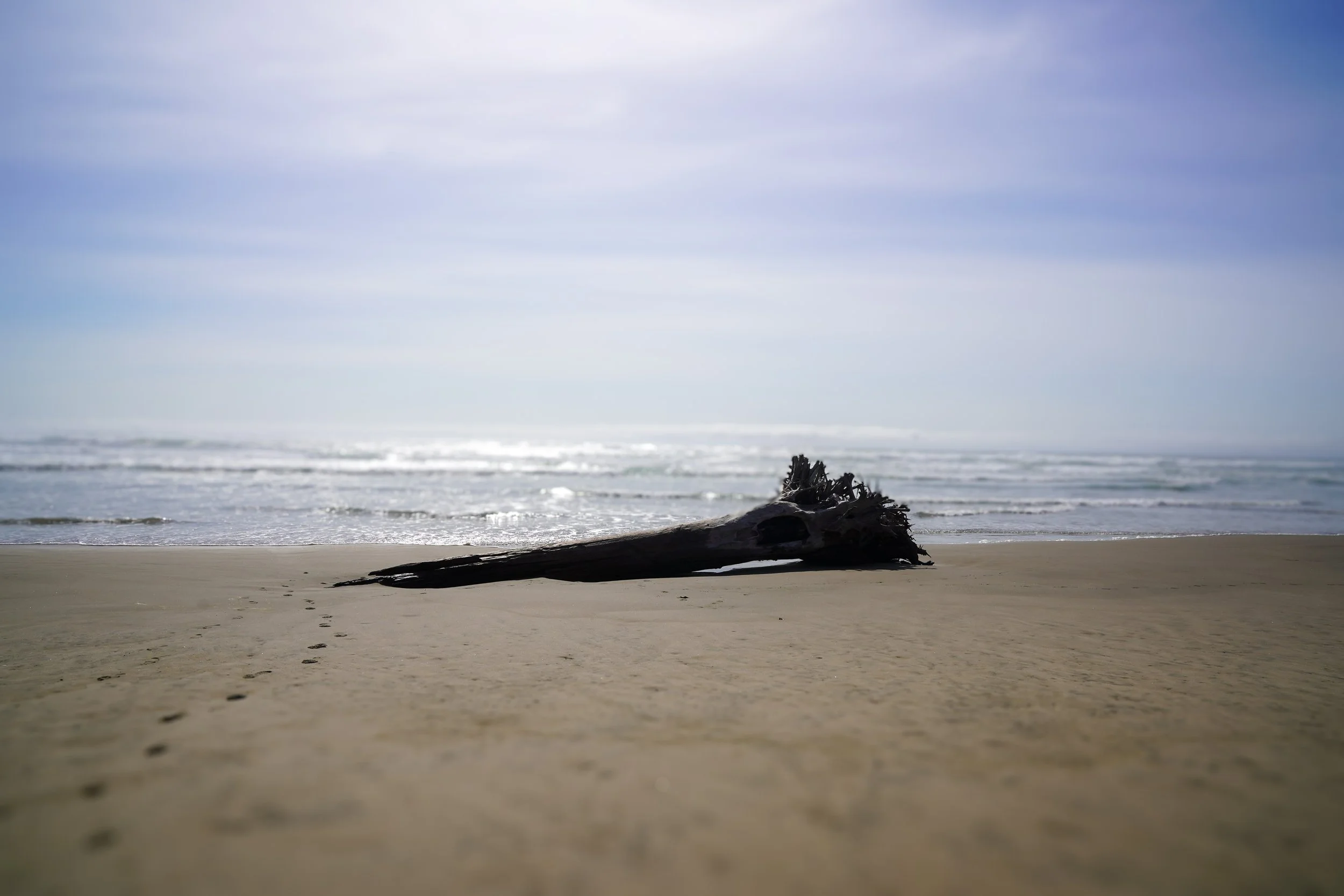 Redwoods-36.jpg