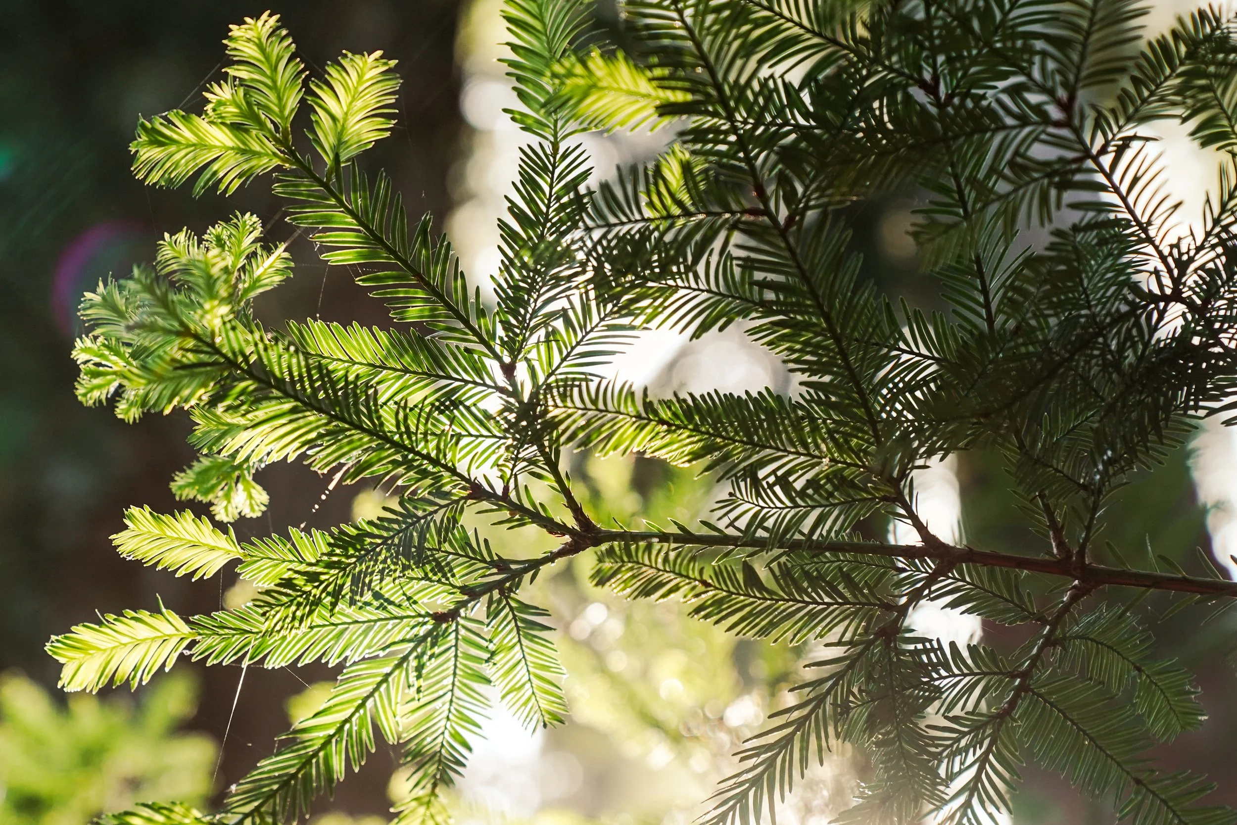 Redwoods-137.jpg