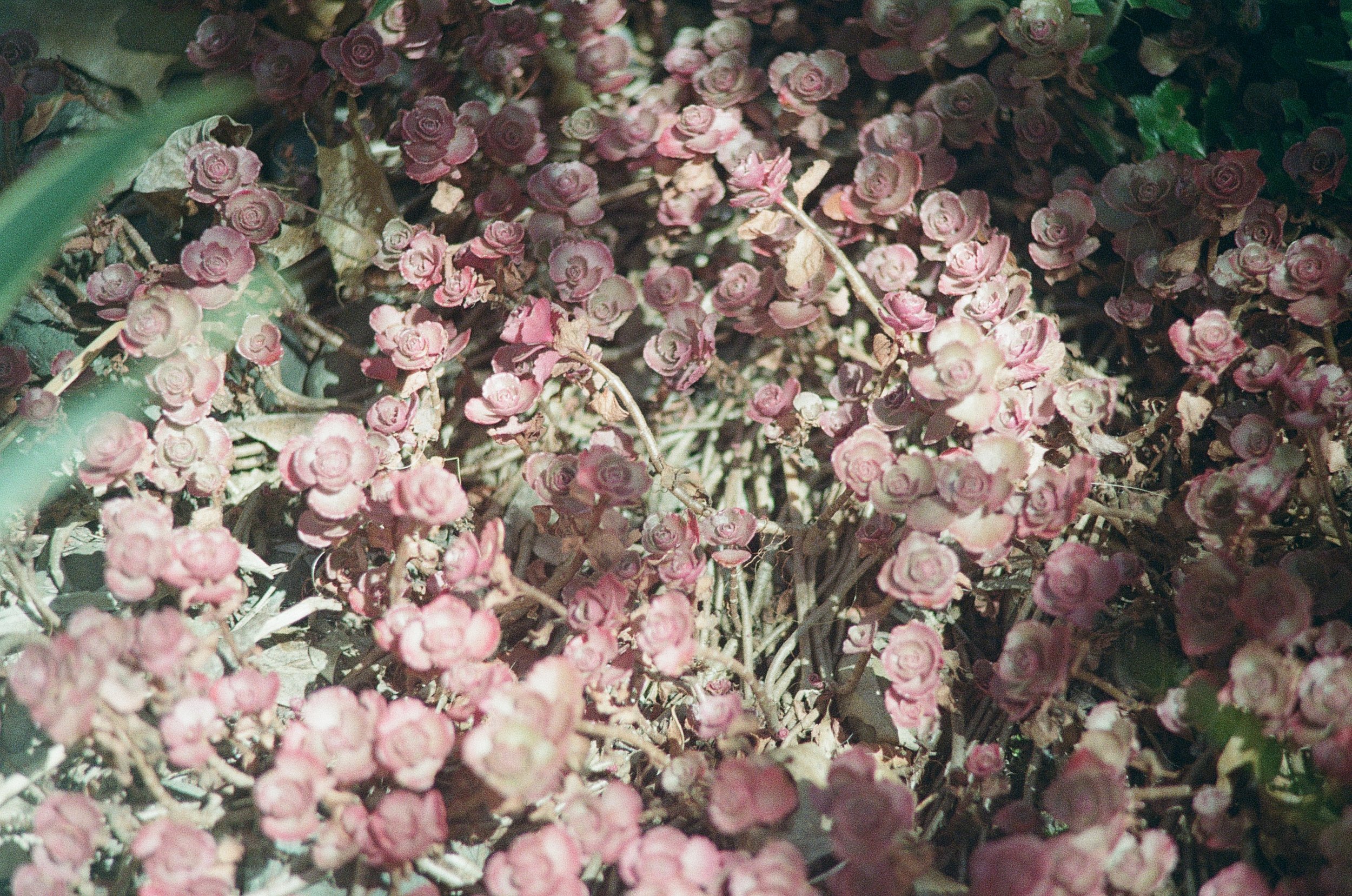 IMG_9208.jpeg